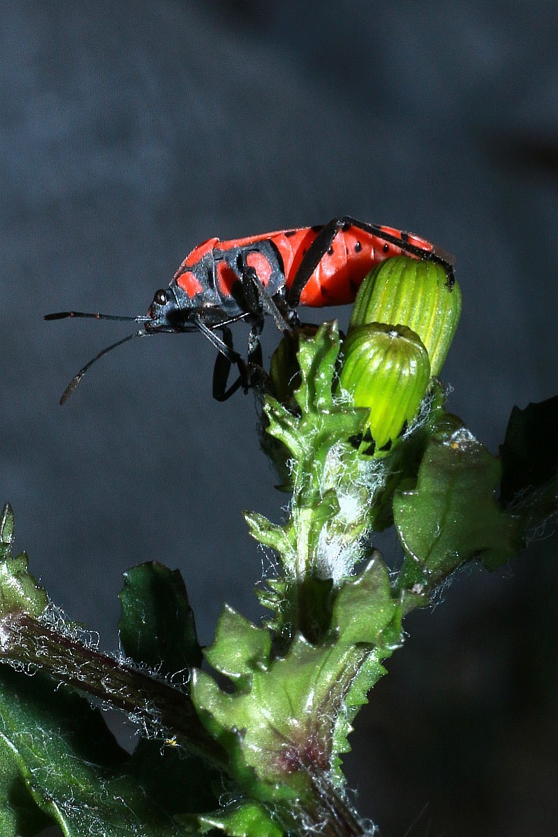 Macro mano libera
