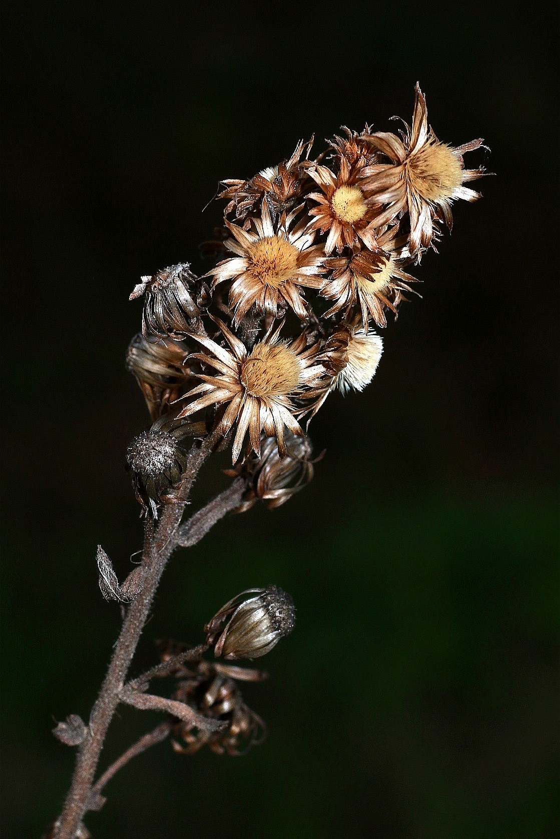 Macro mano libera