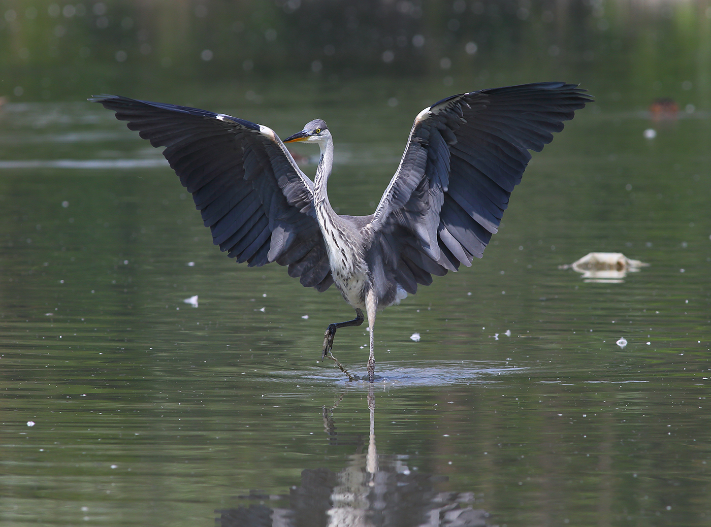 Heron on display