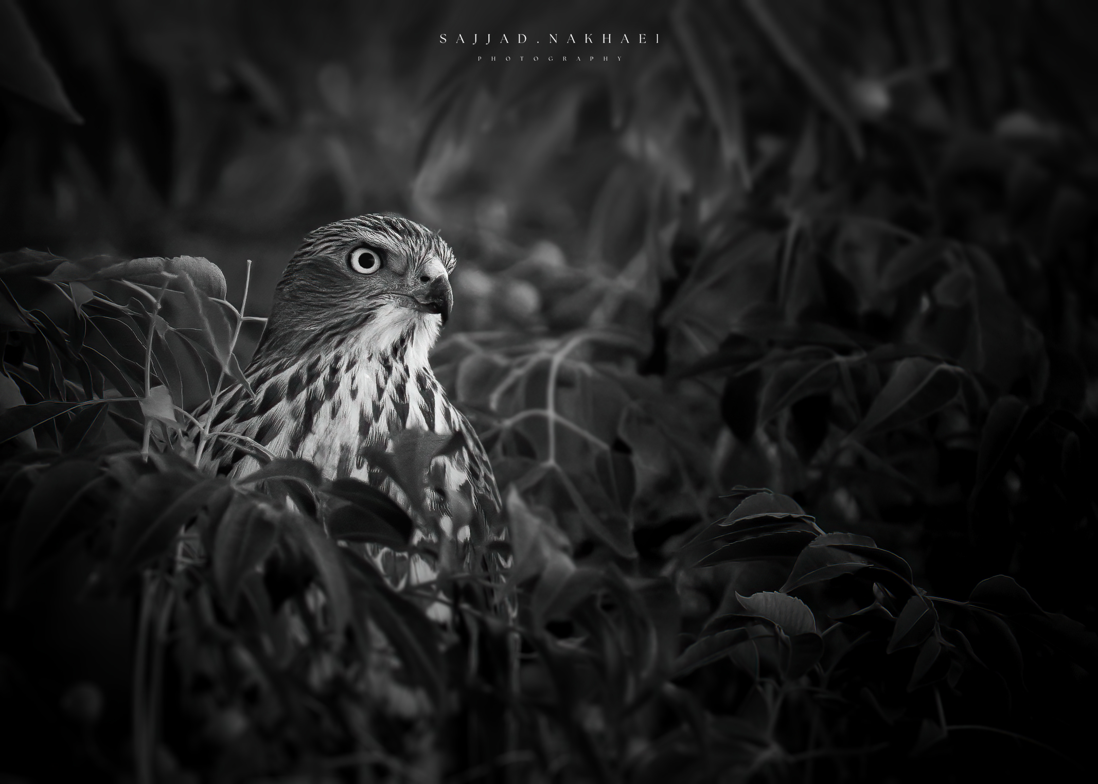 Untitled Photo