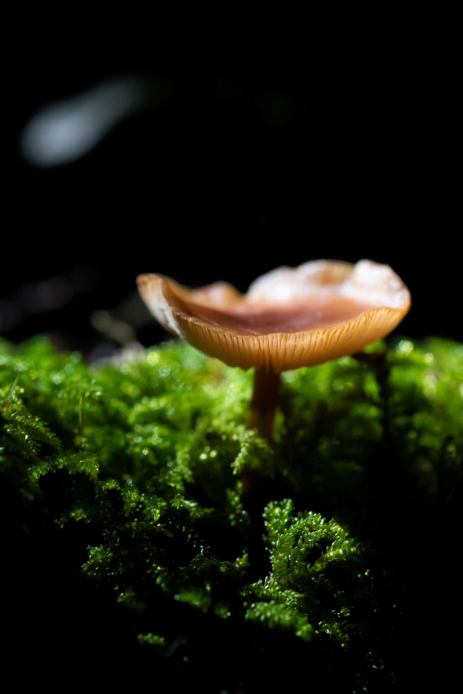 details in the forest