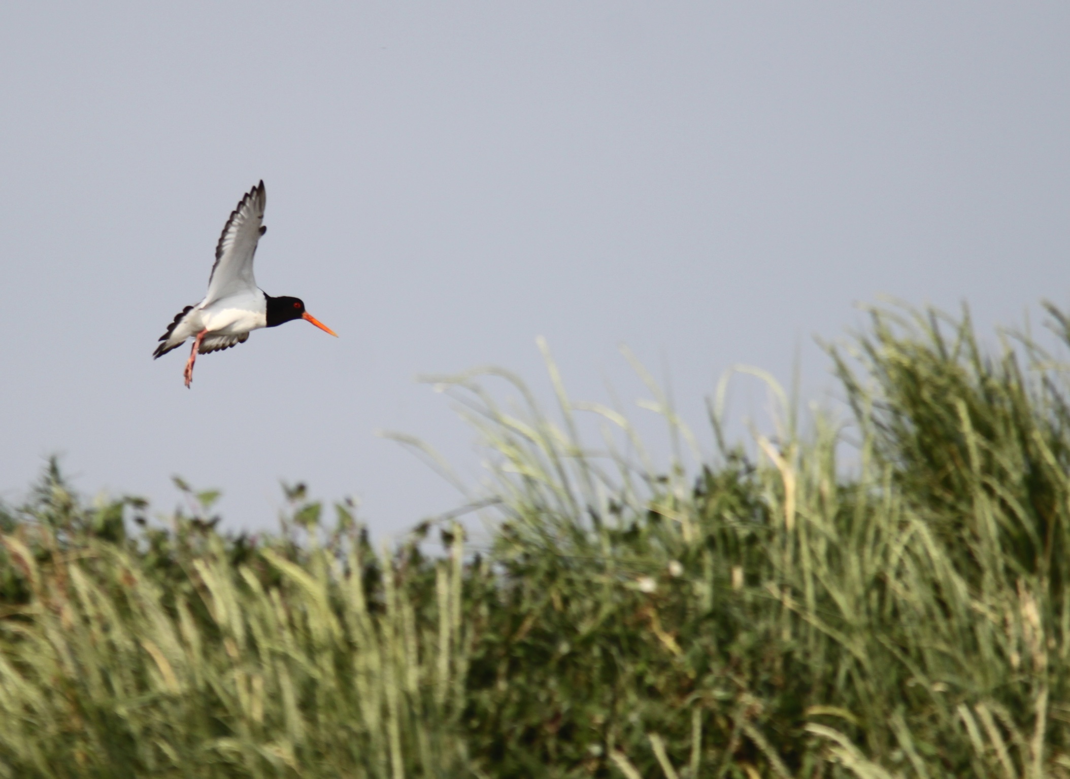 Oystercatcher