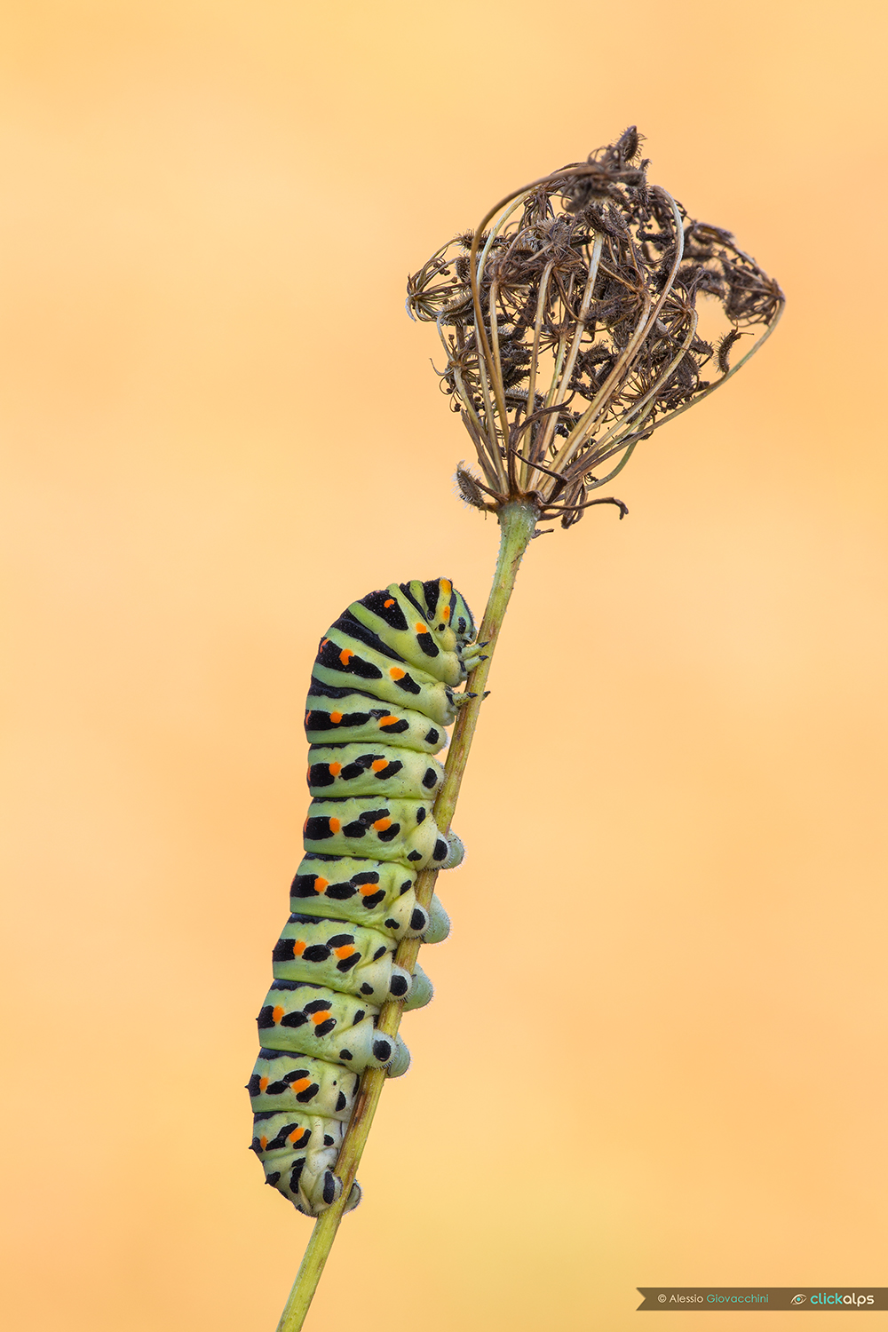 Caterpillar of Papilio machaon