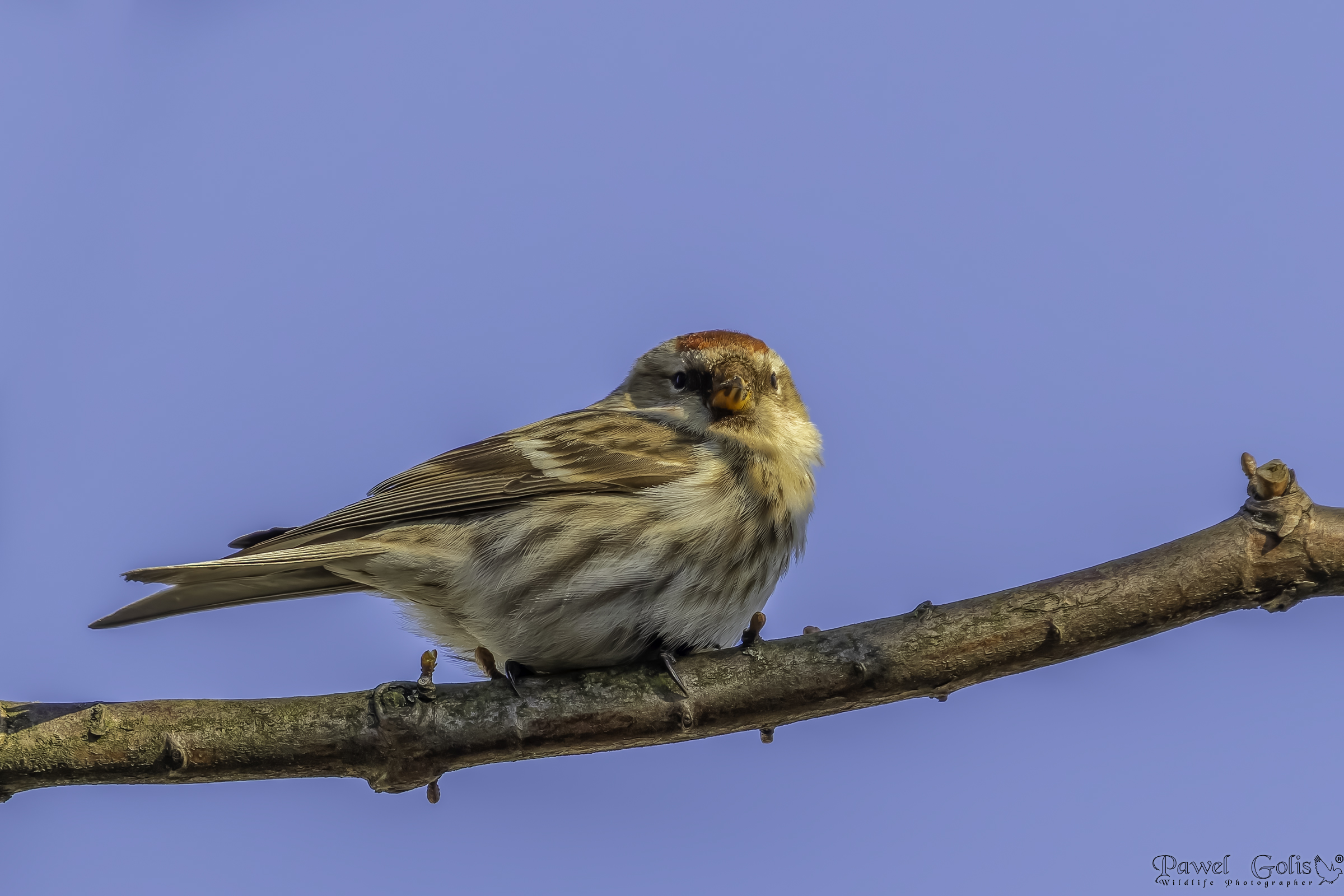 Codirosso campagnolo ( Carduelis flammea )