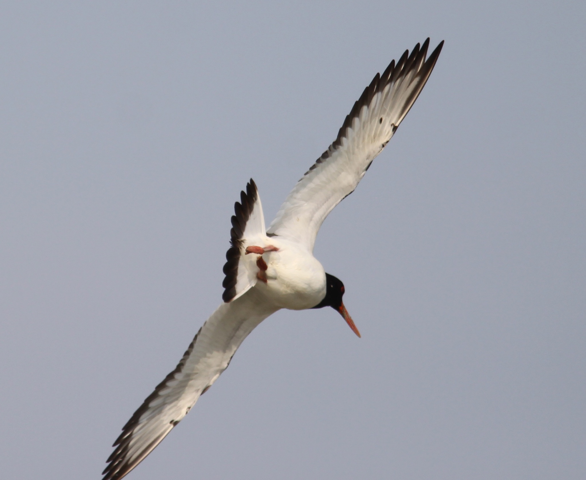 Oystercatcher