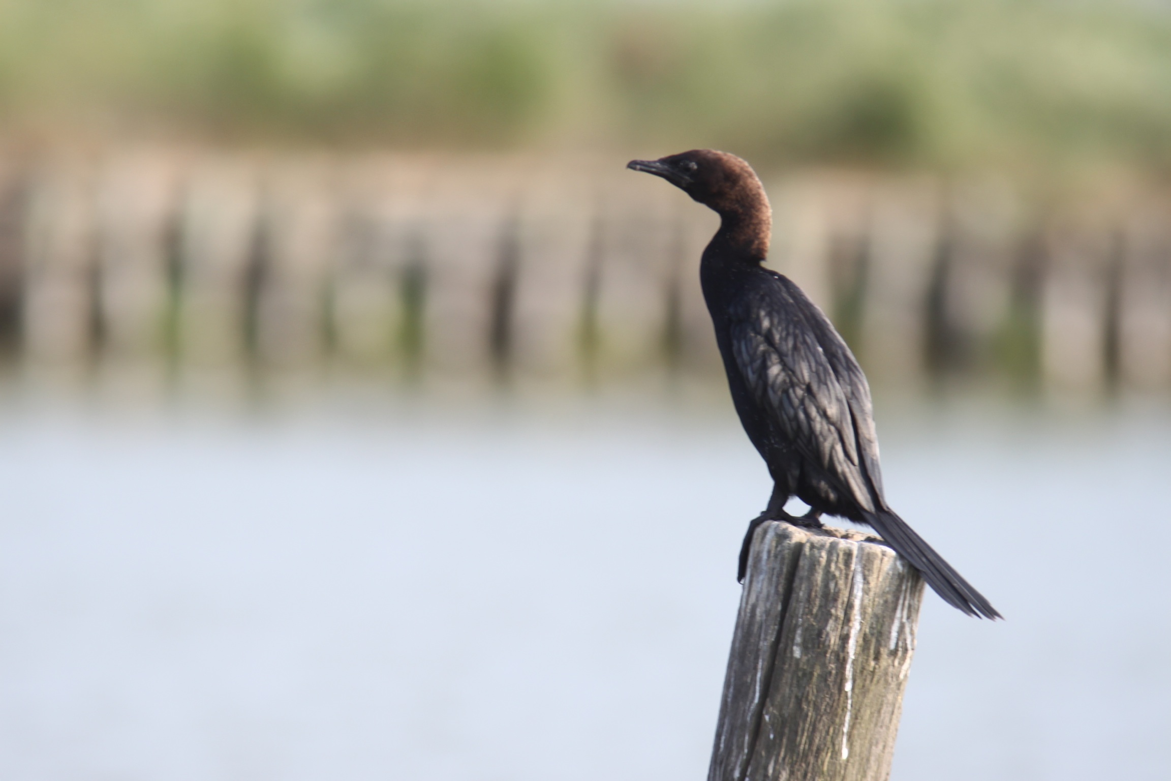Pygmy Cormorant