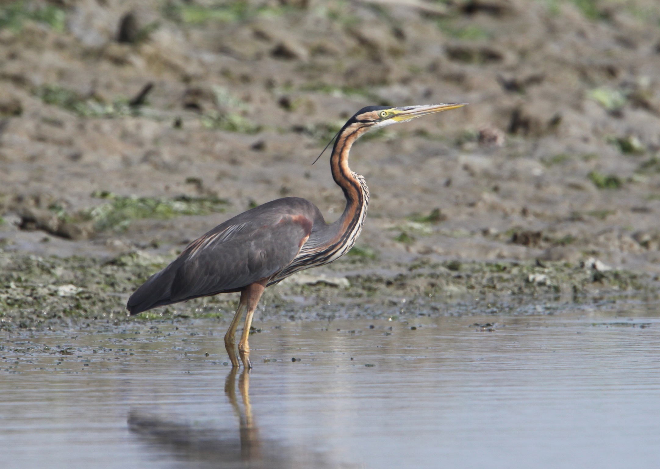 Purple Heron