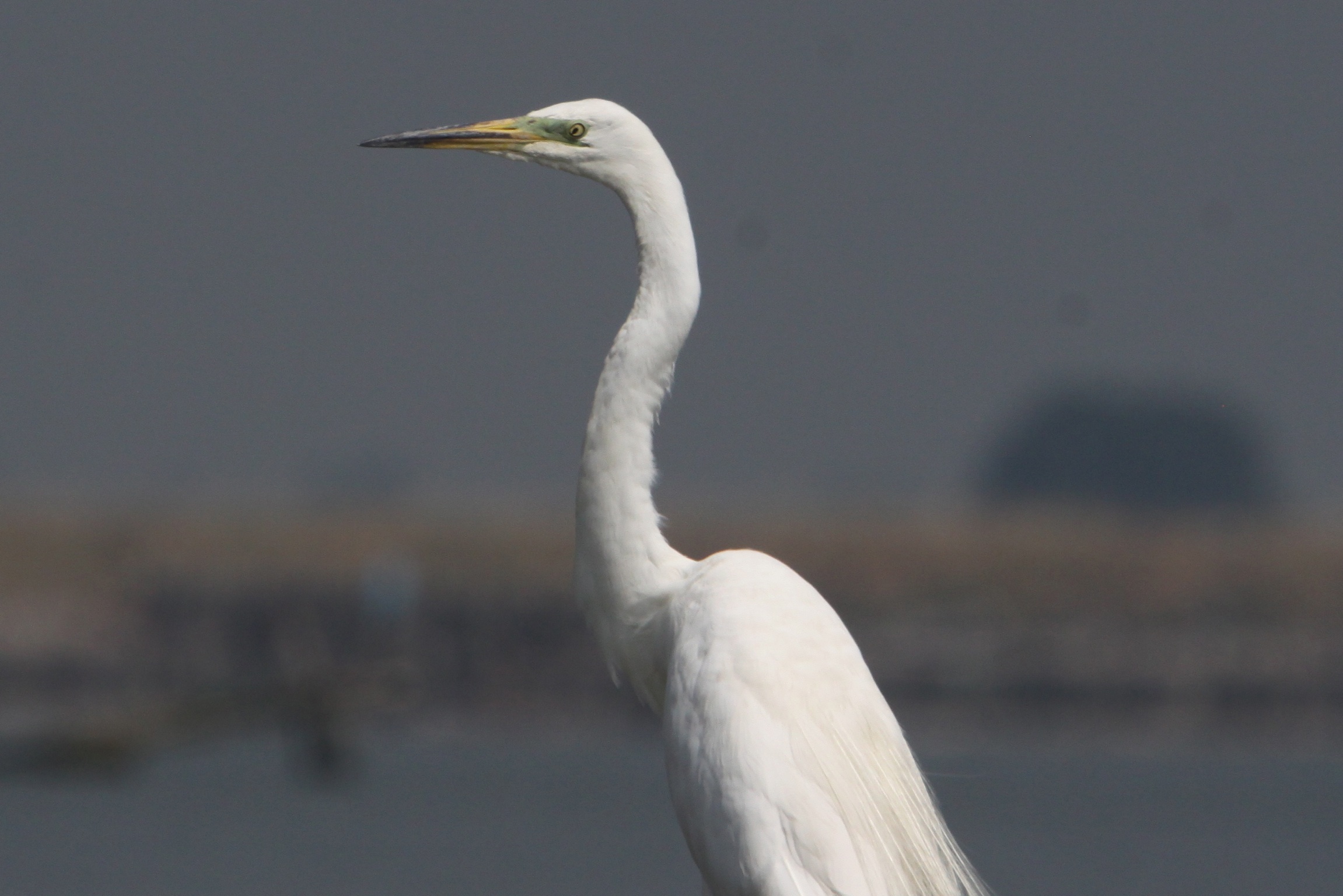Great Egret