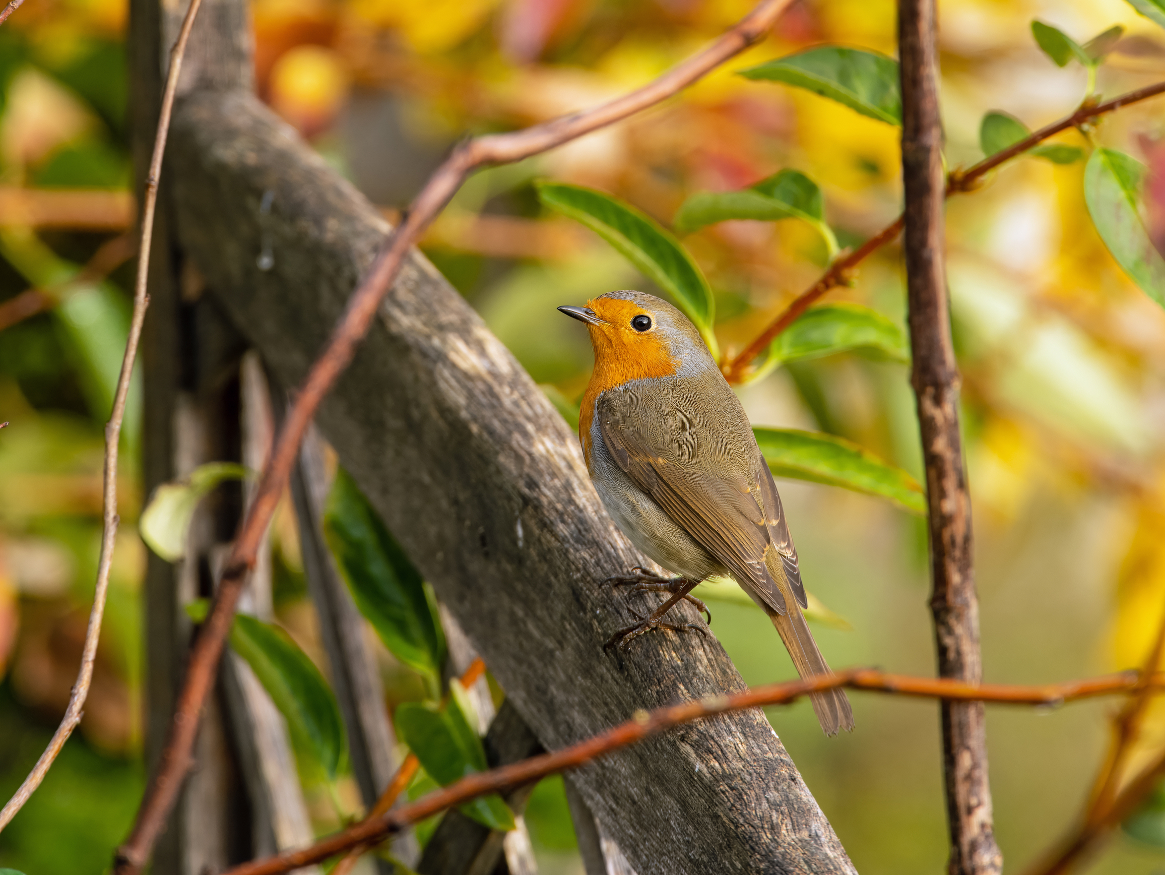 Robin in autumn
