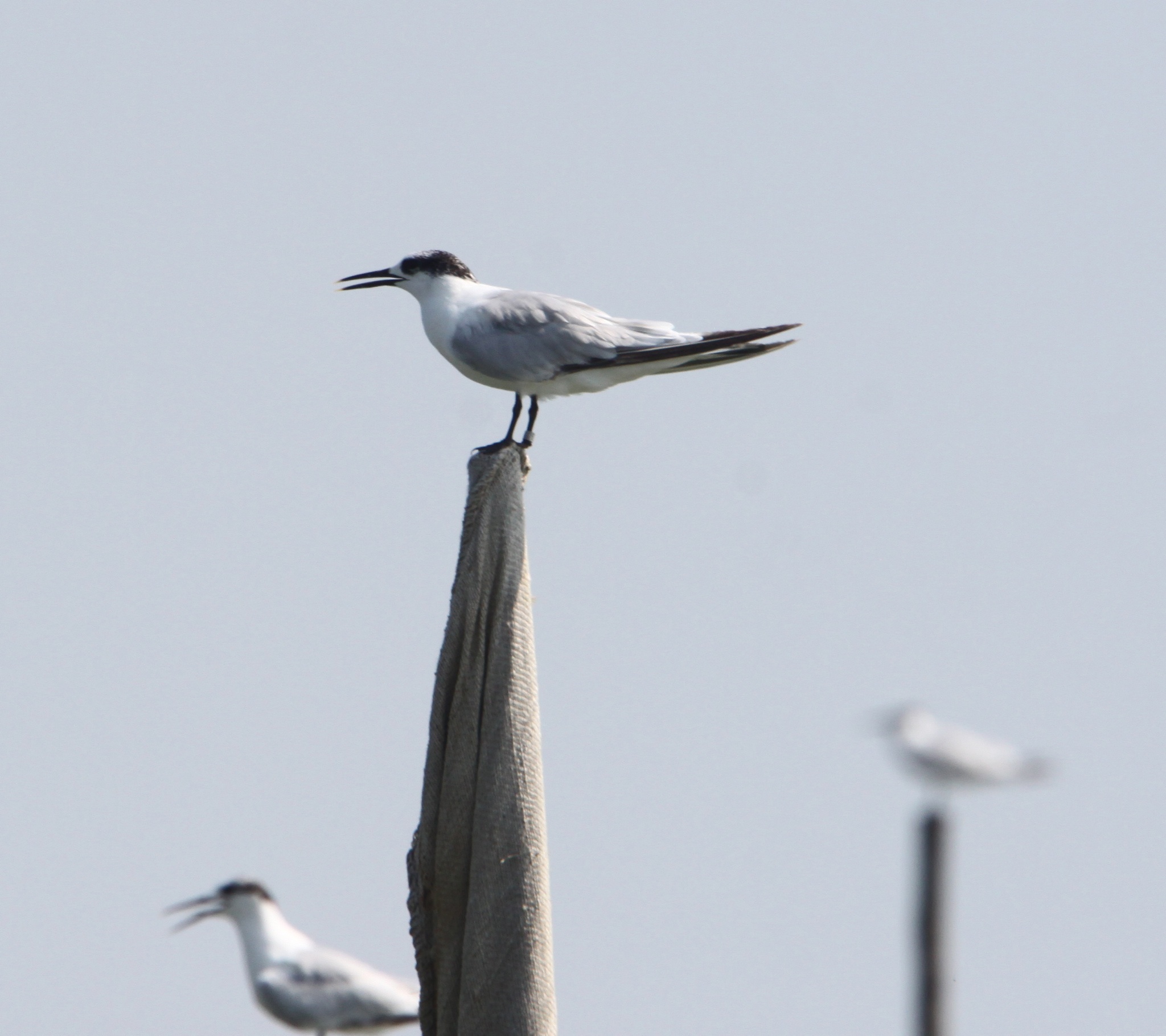 Sandwich Tern Sterna