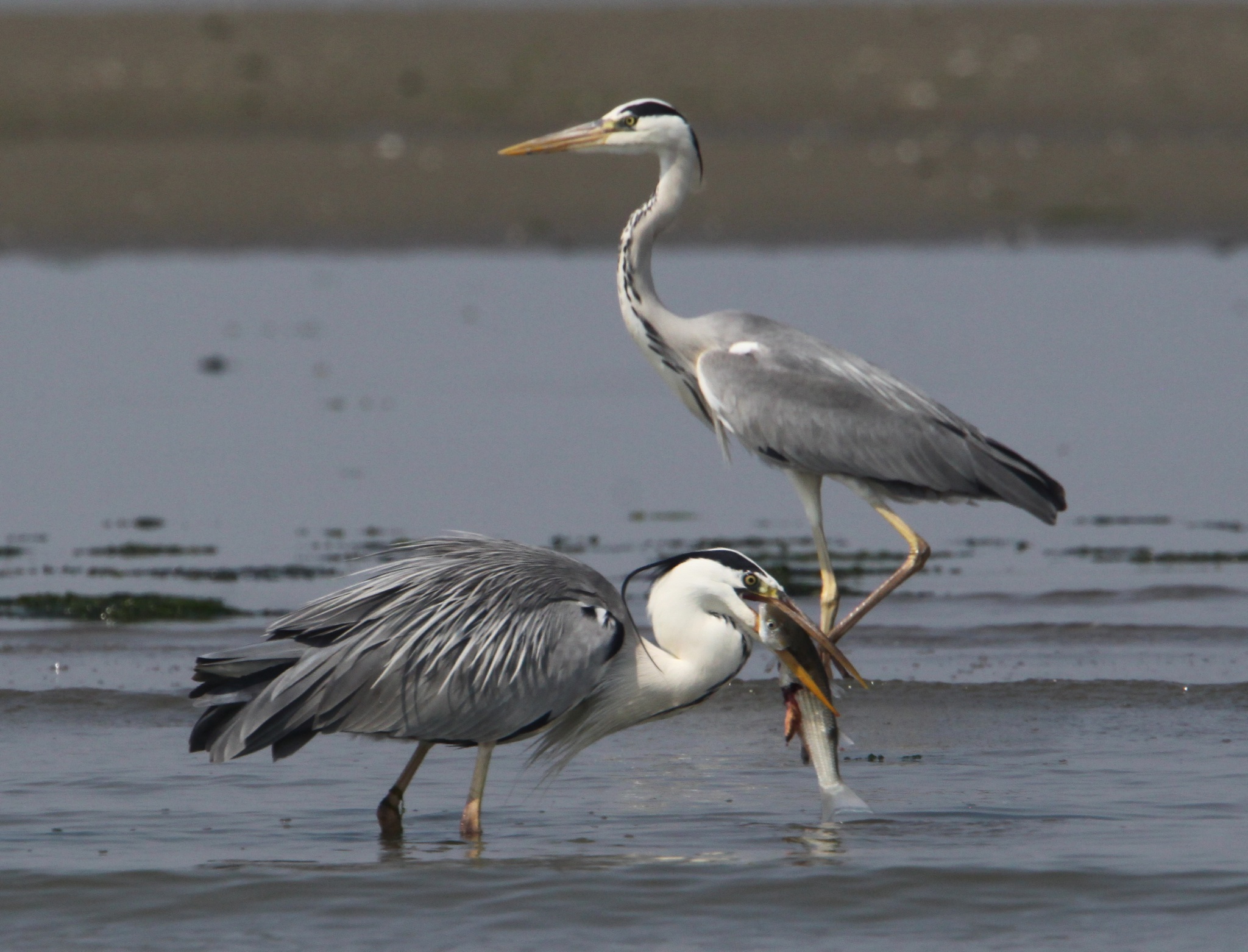 Grey heron with mullet