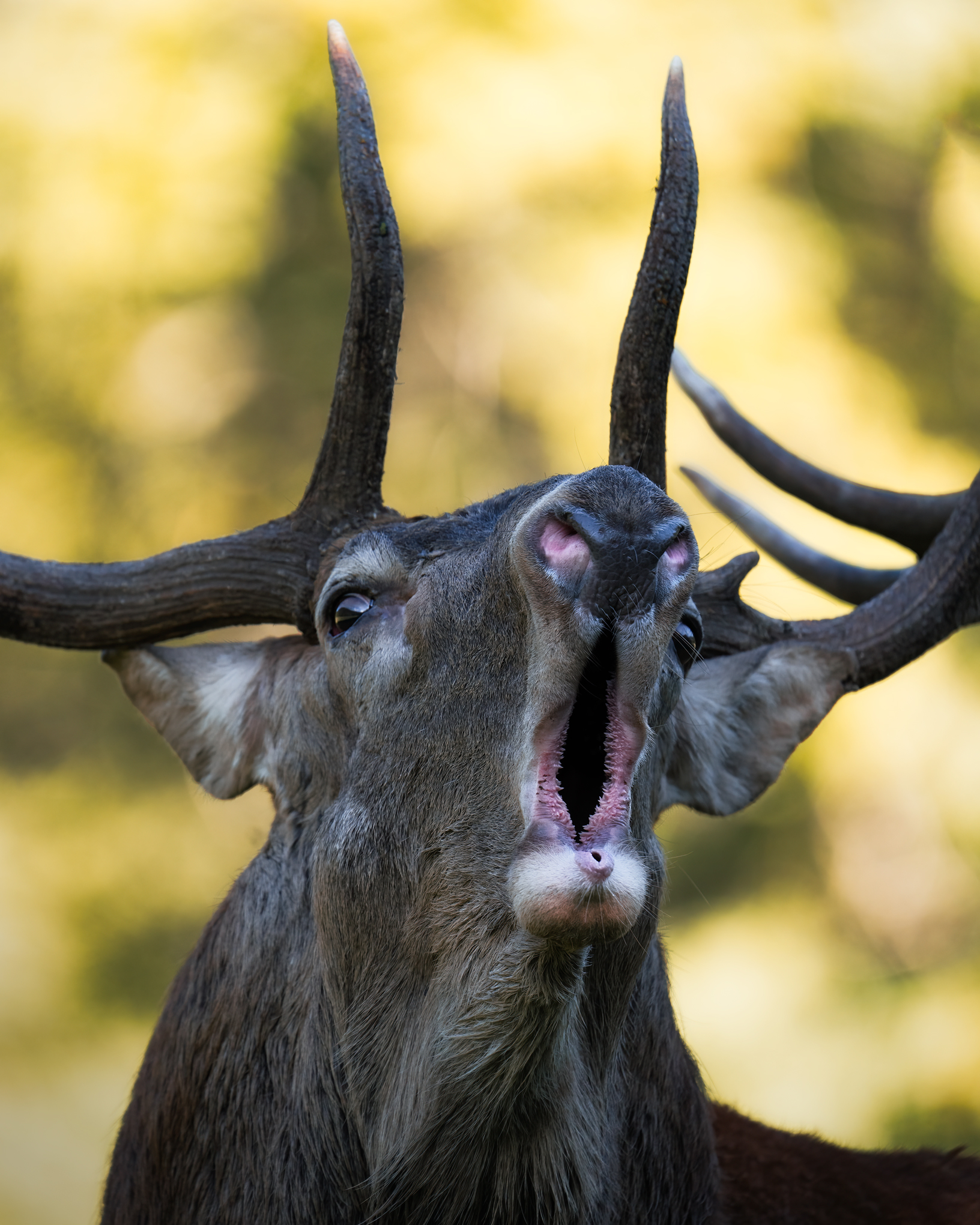The deer