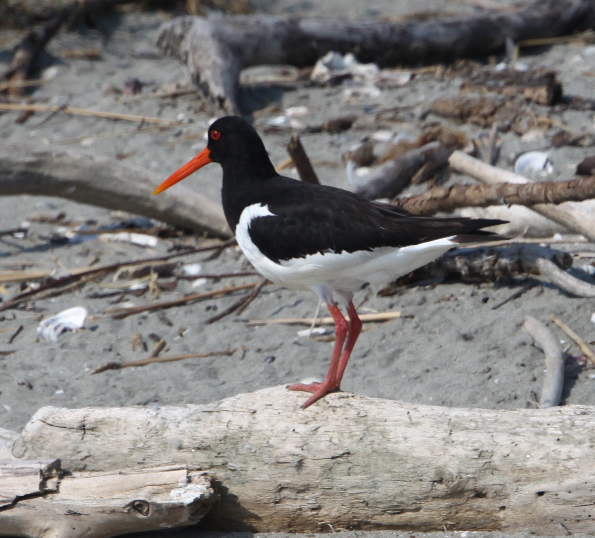 Oystercatcher