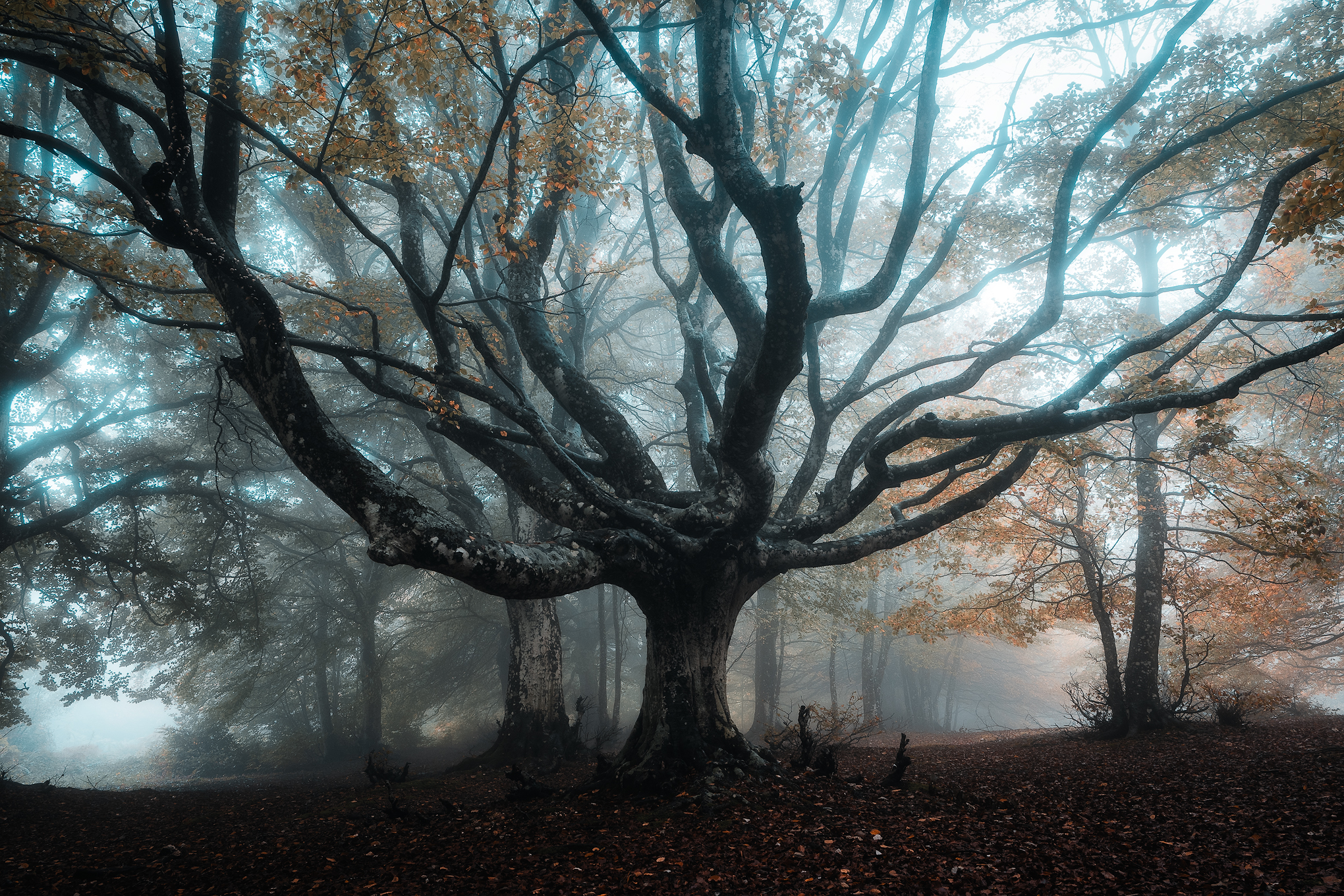 Canfaito fog_3