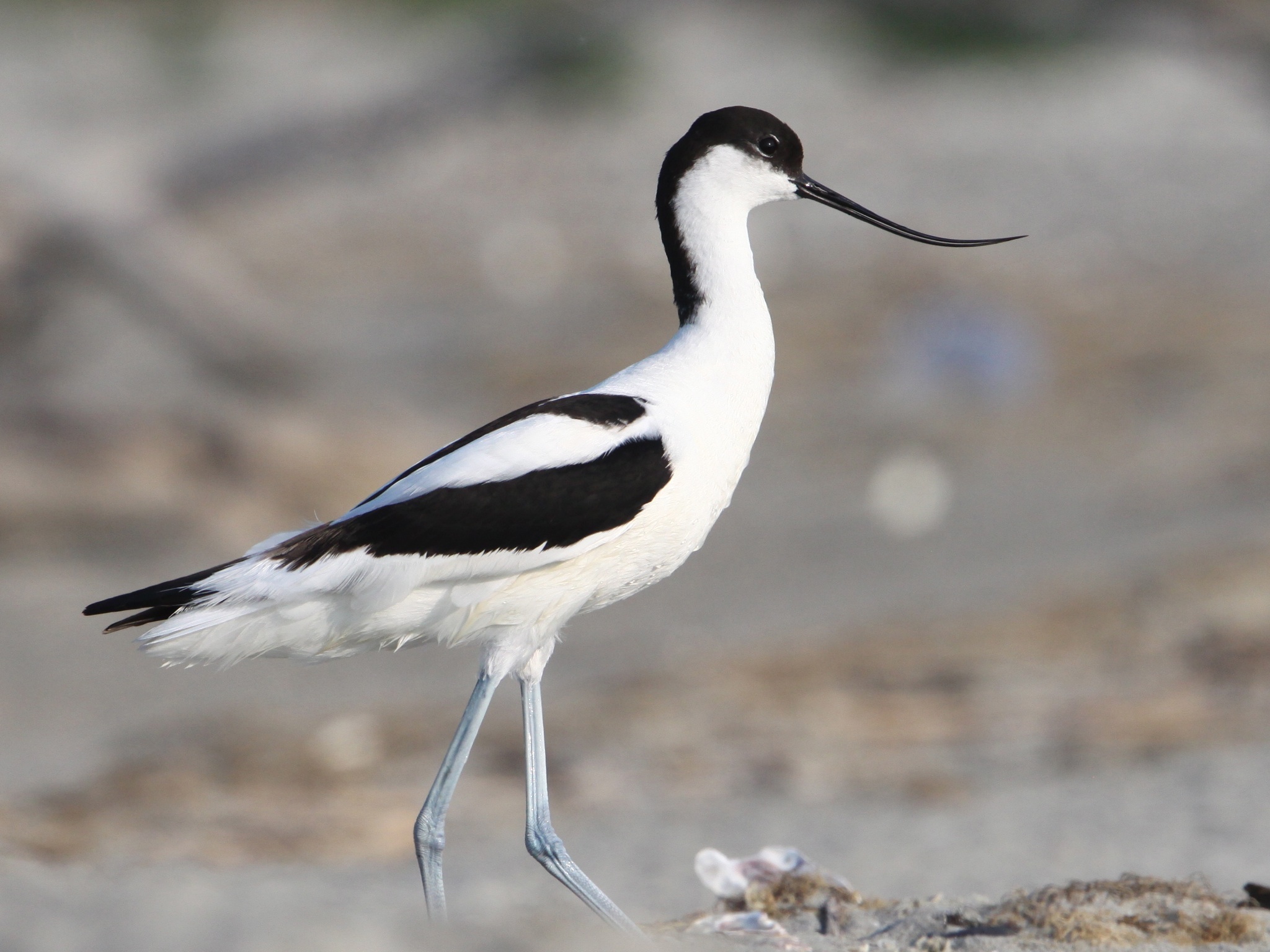 Avocetta