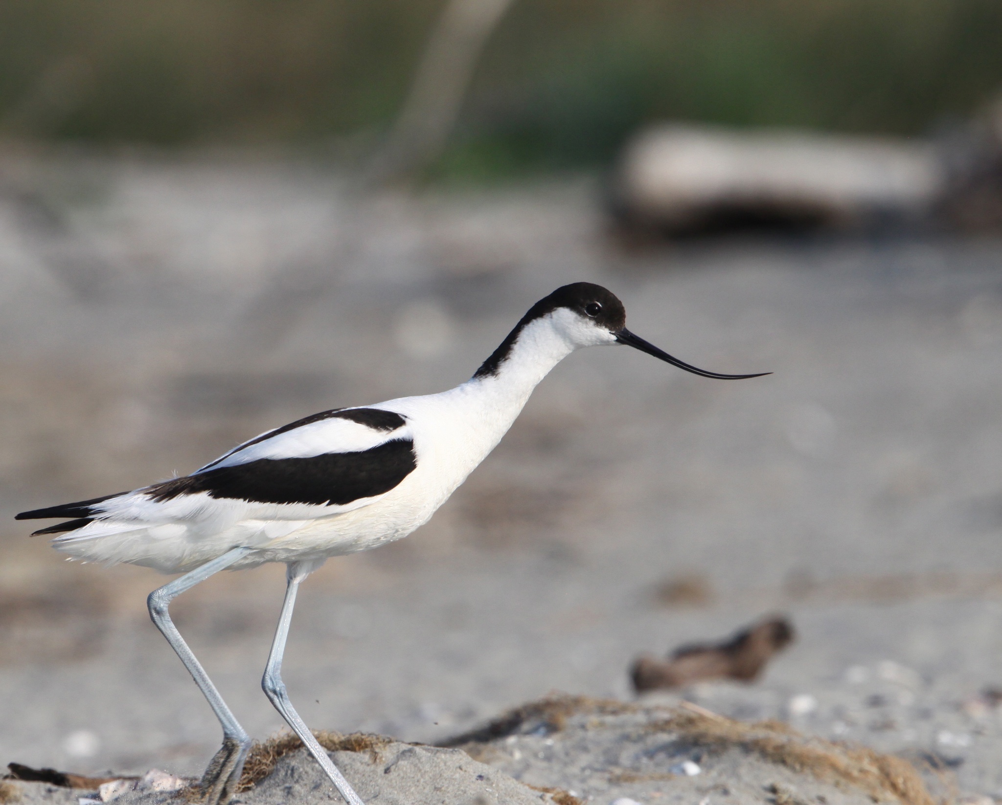 Avocetta