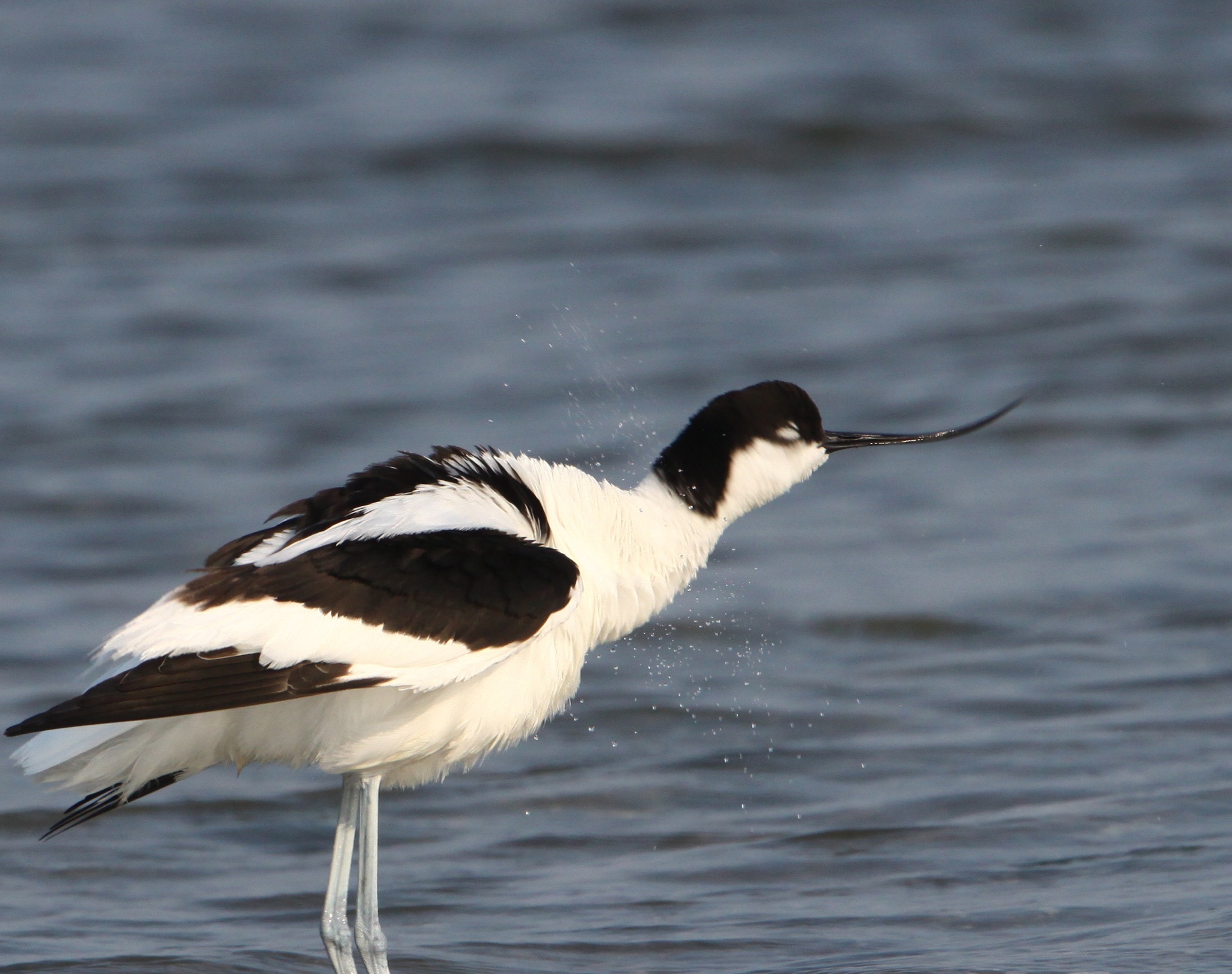 Avocetta