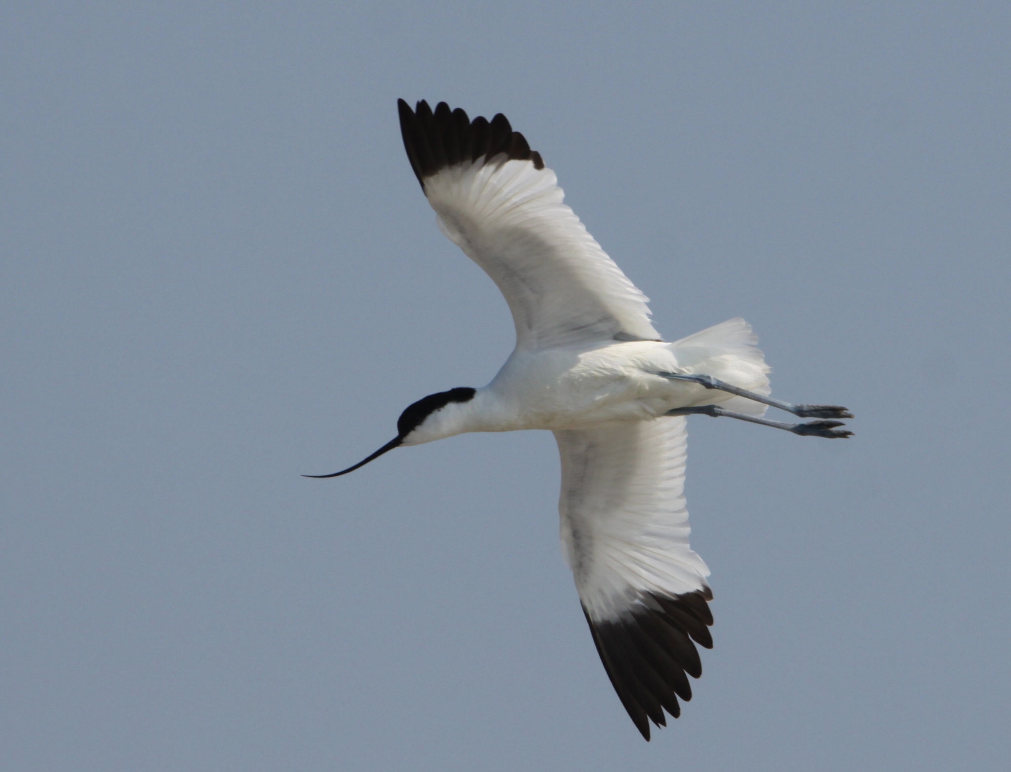 Avocetta in volo