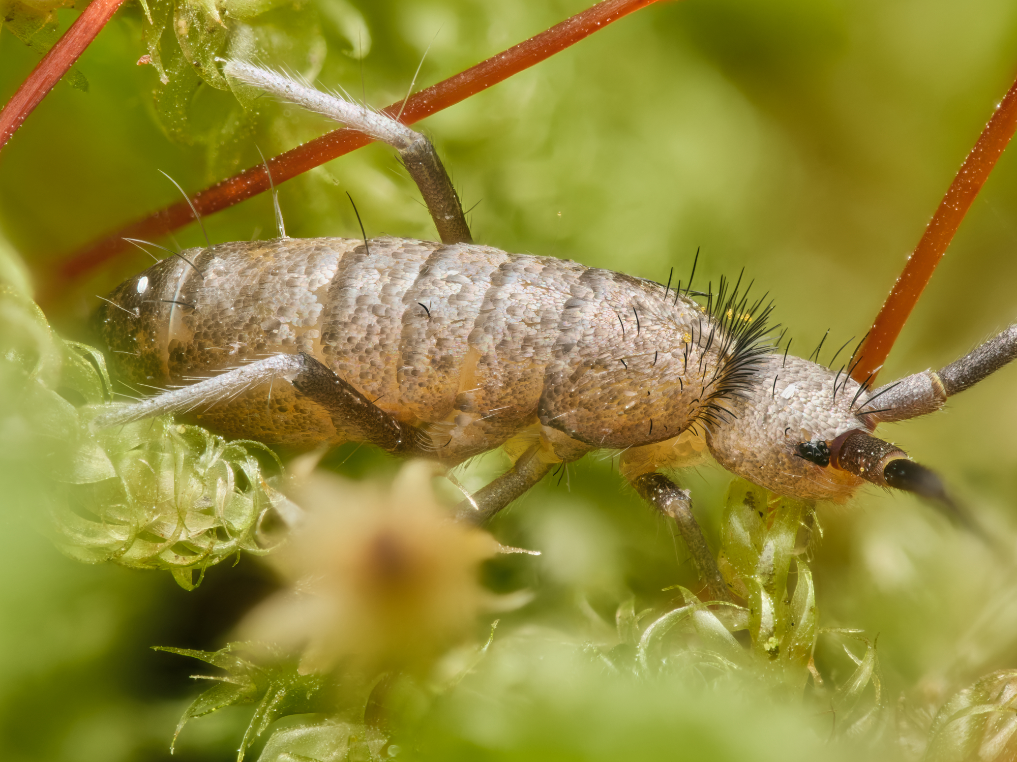 Tomocerinae