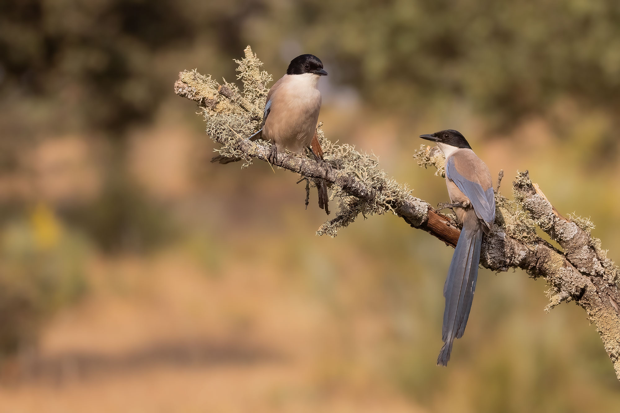 Iberian Magpie