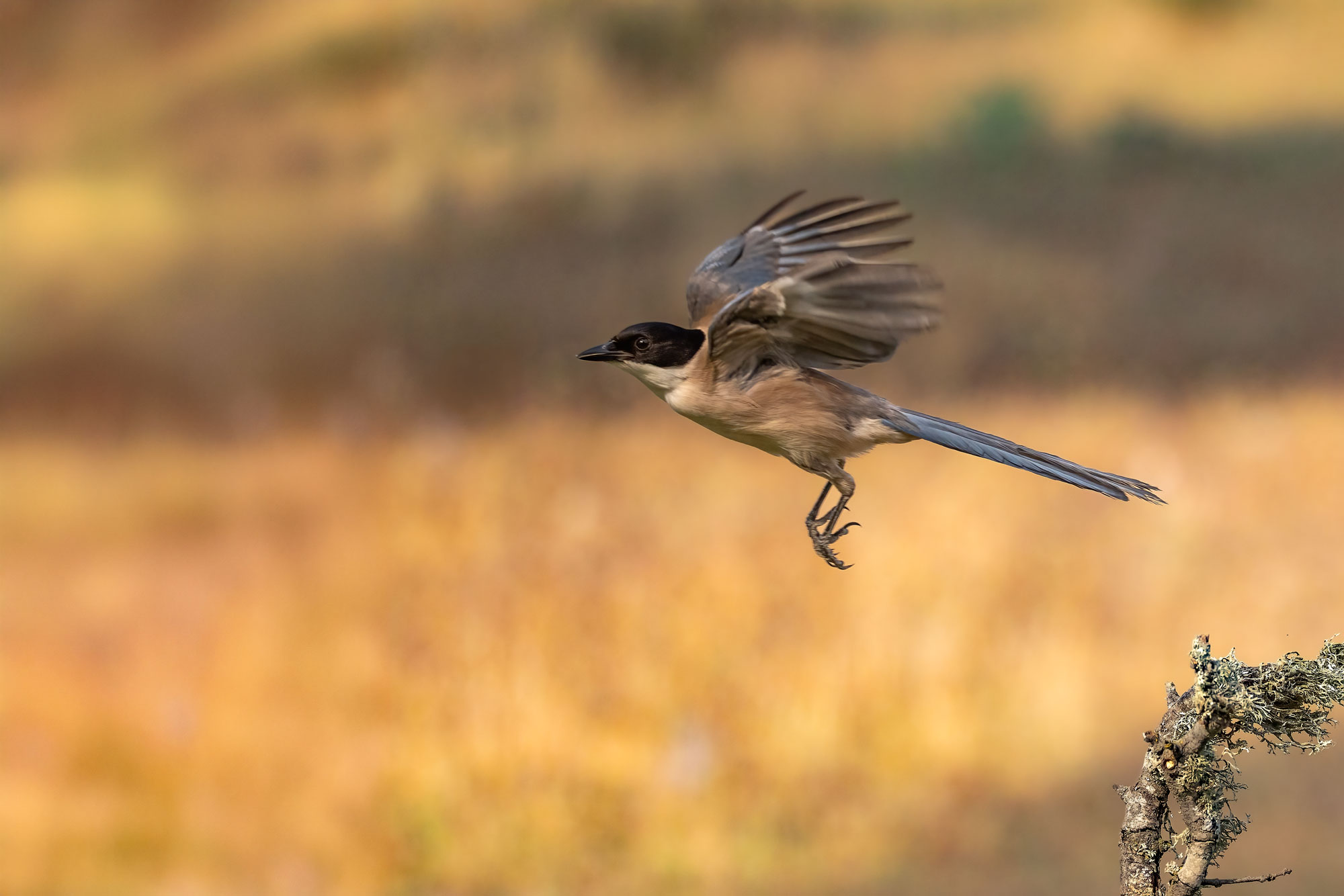 Iberian Magpie
