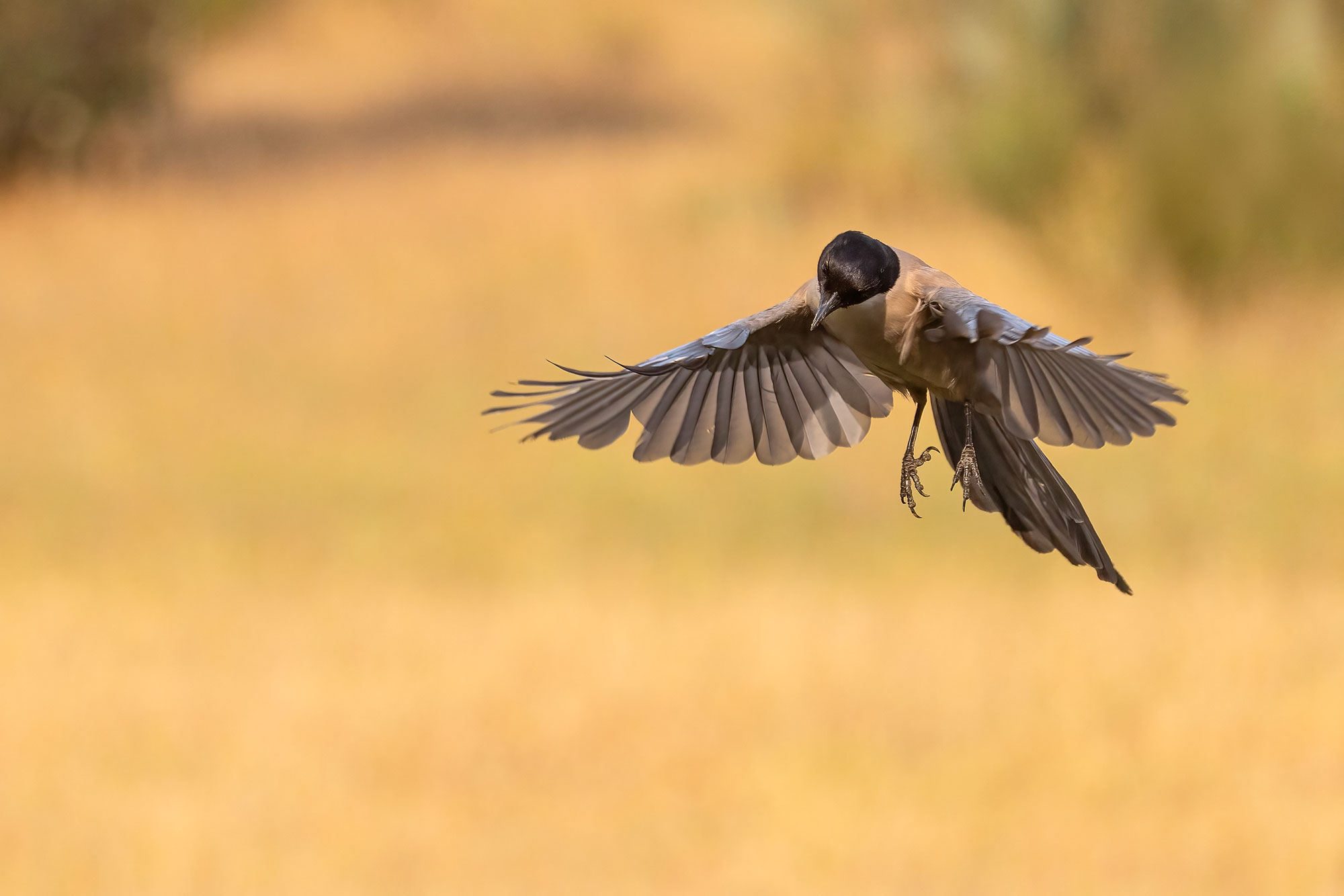 Iberian Magpie