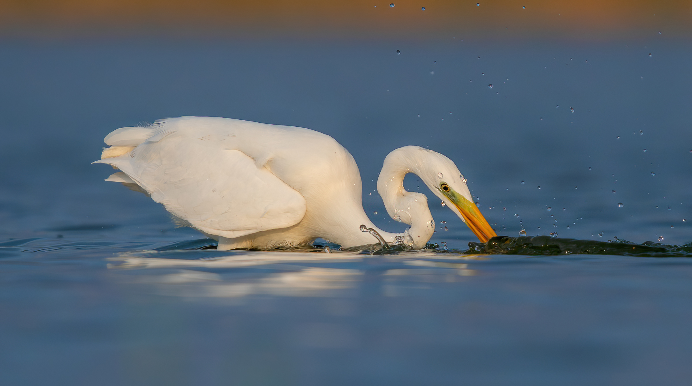 Airone bianco maggiore