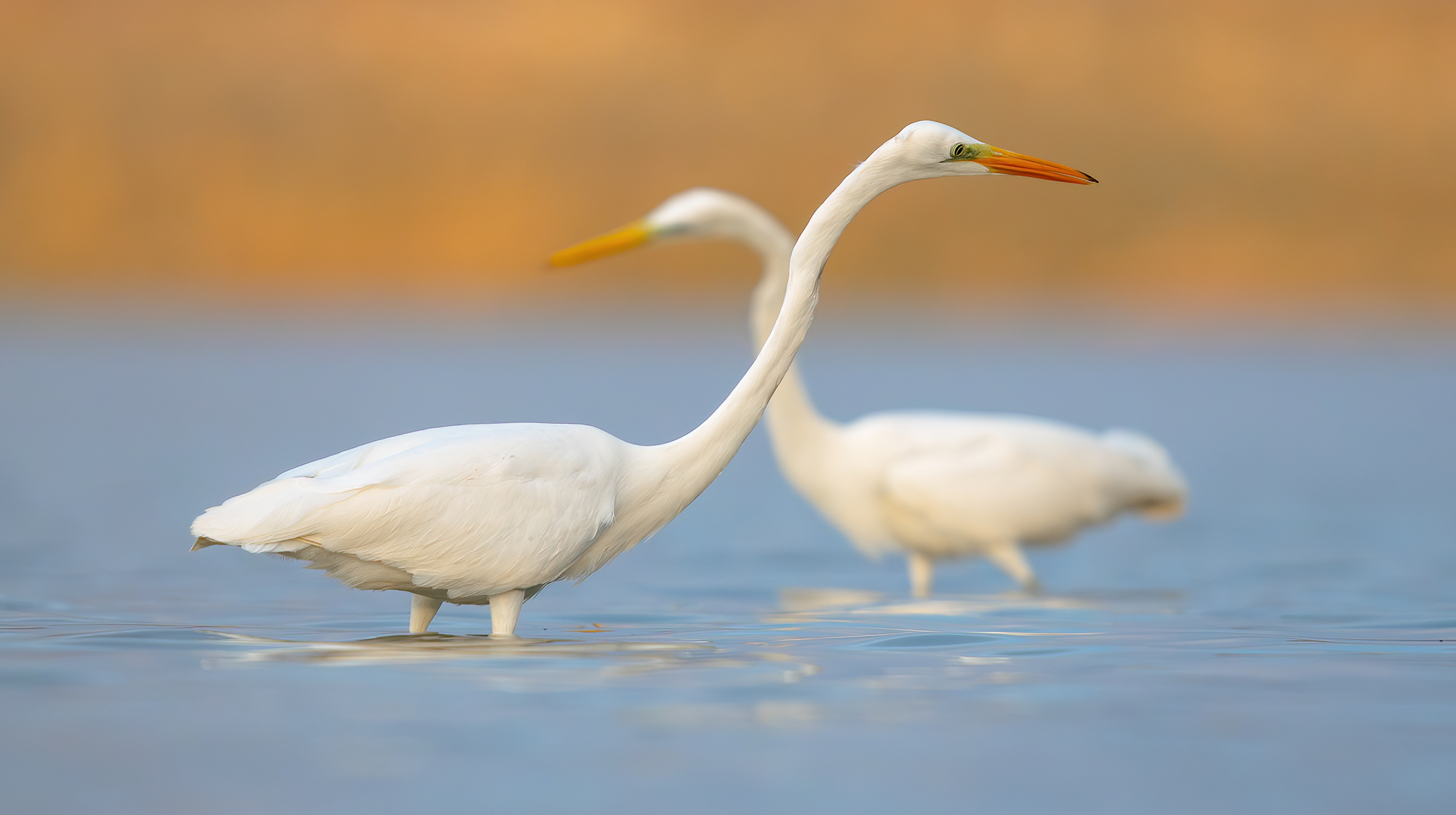 Airone bianco maggiore