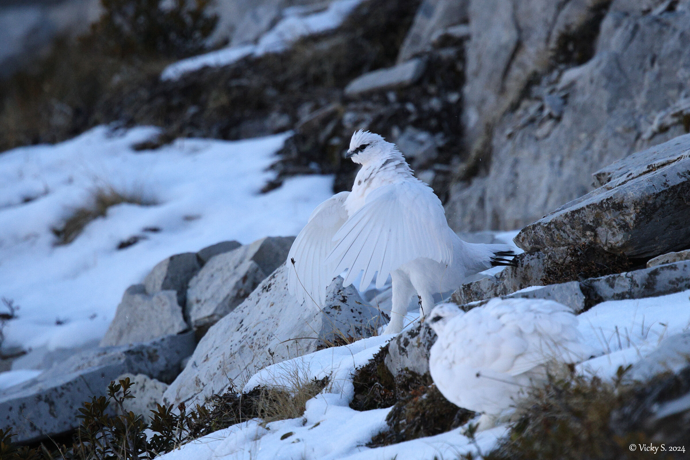 Pernice bianca alpina