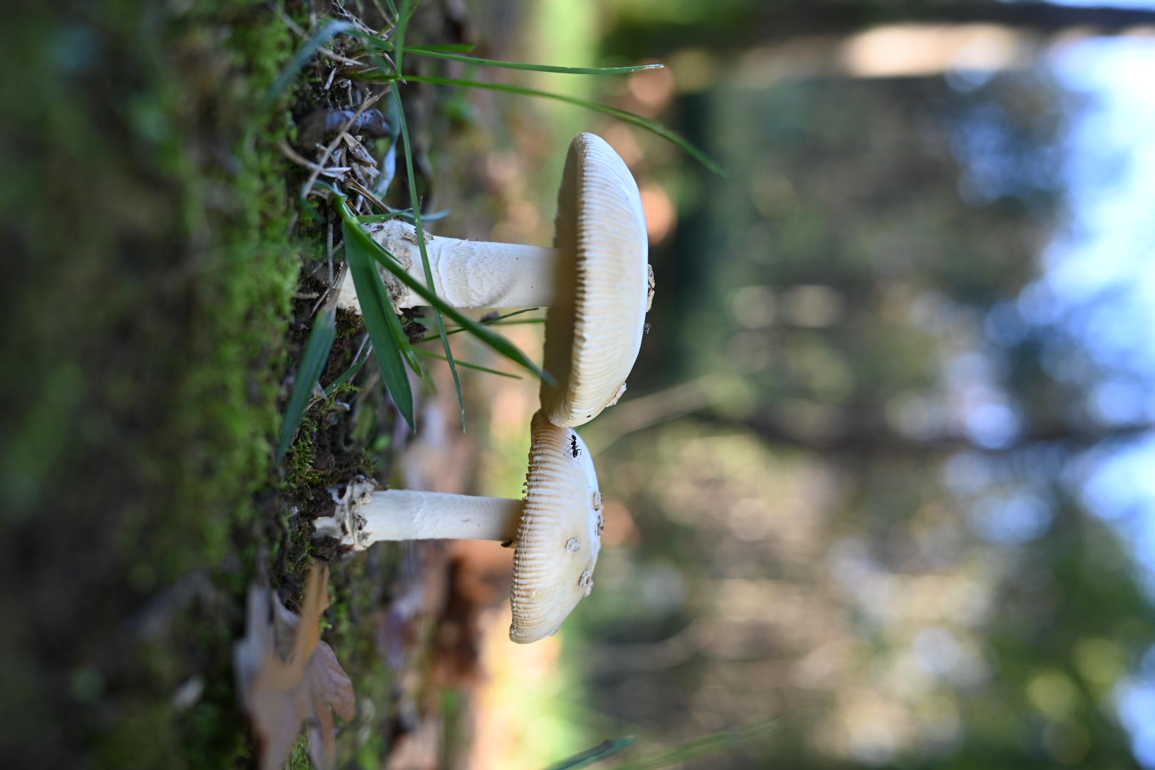 Nel Bosco