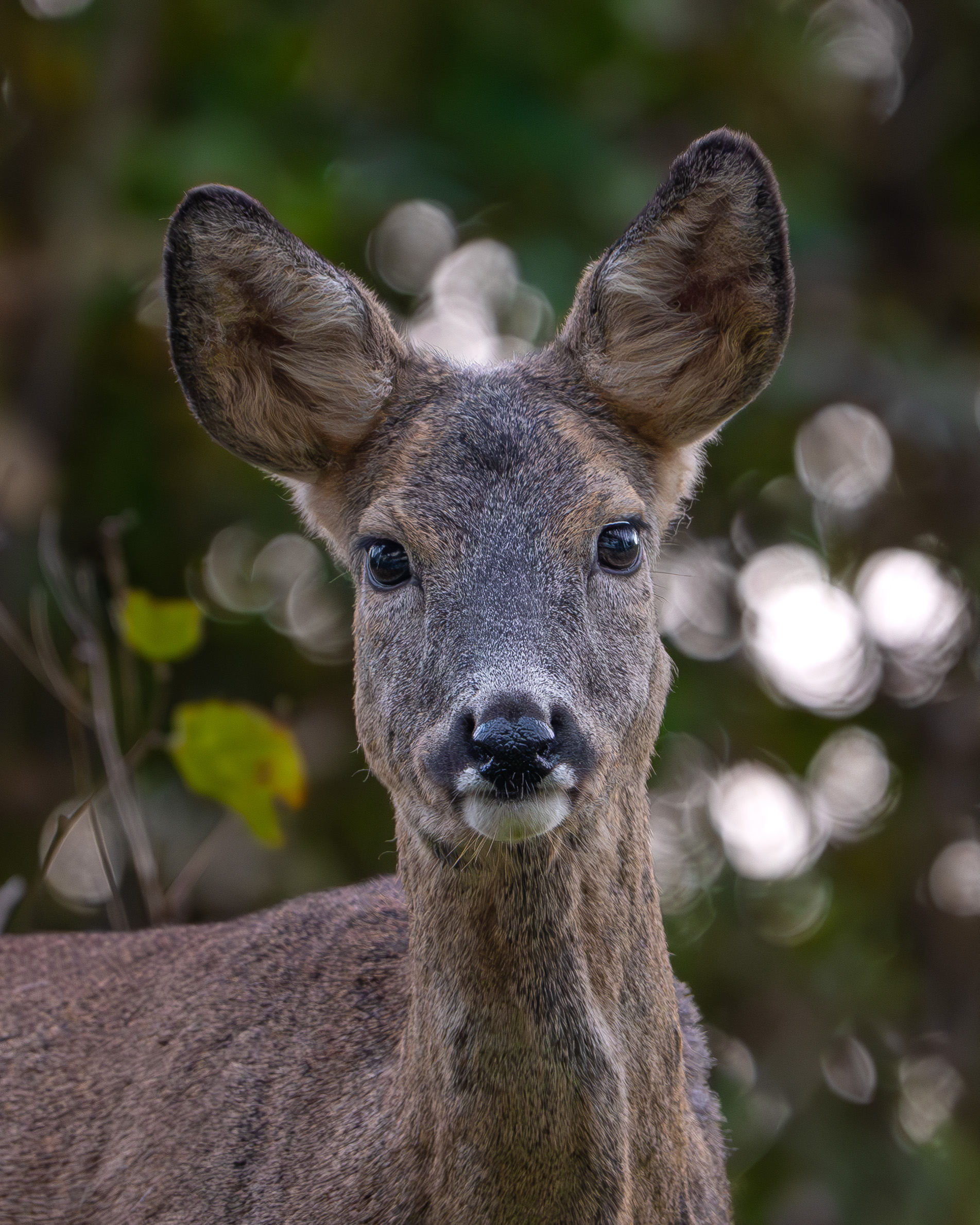 Roe deer