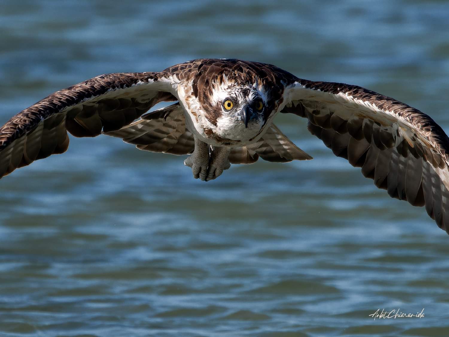 Falco Pescatore