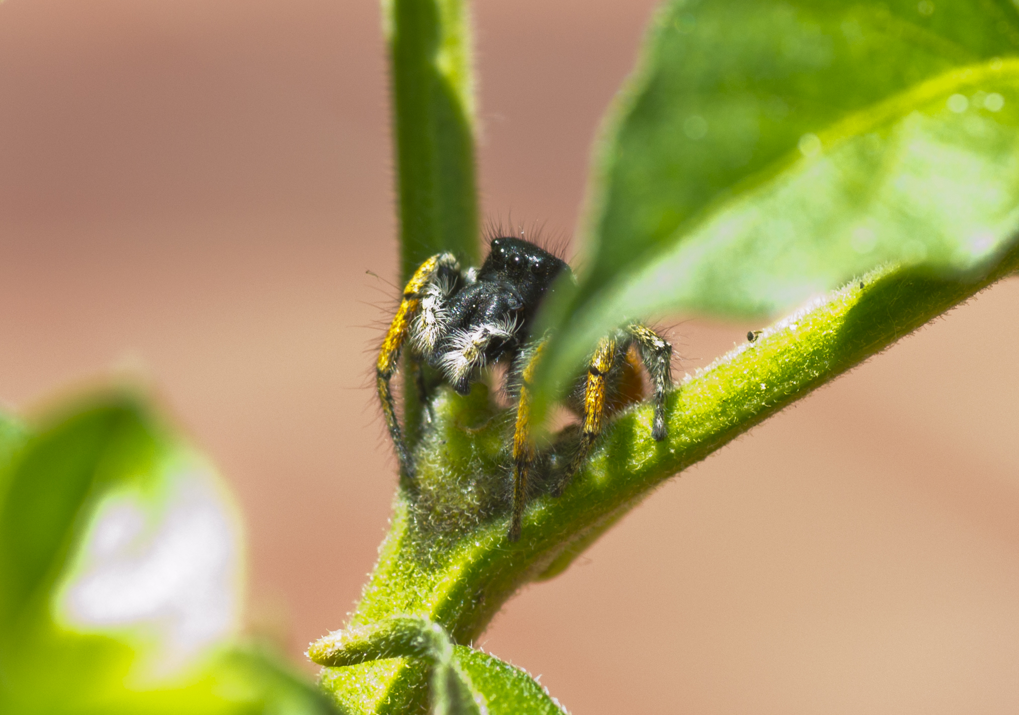 Philaeus chrysops (adult male)