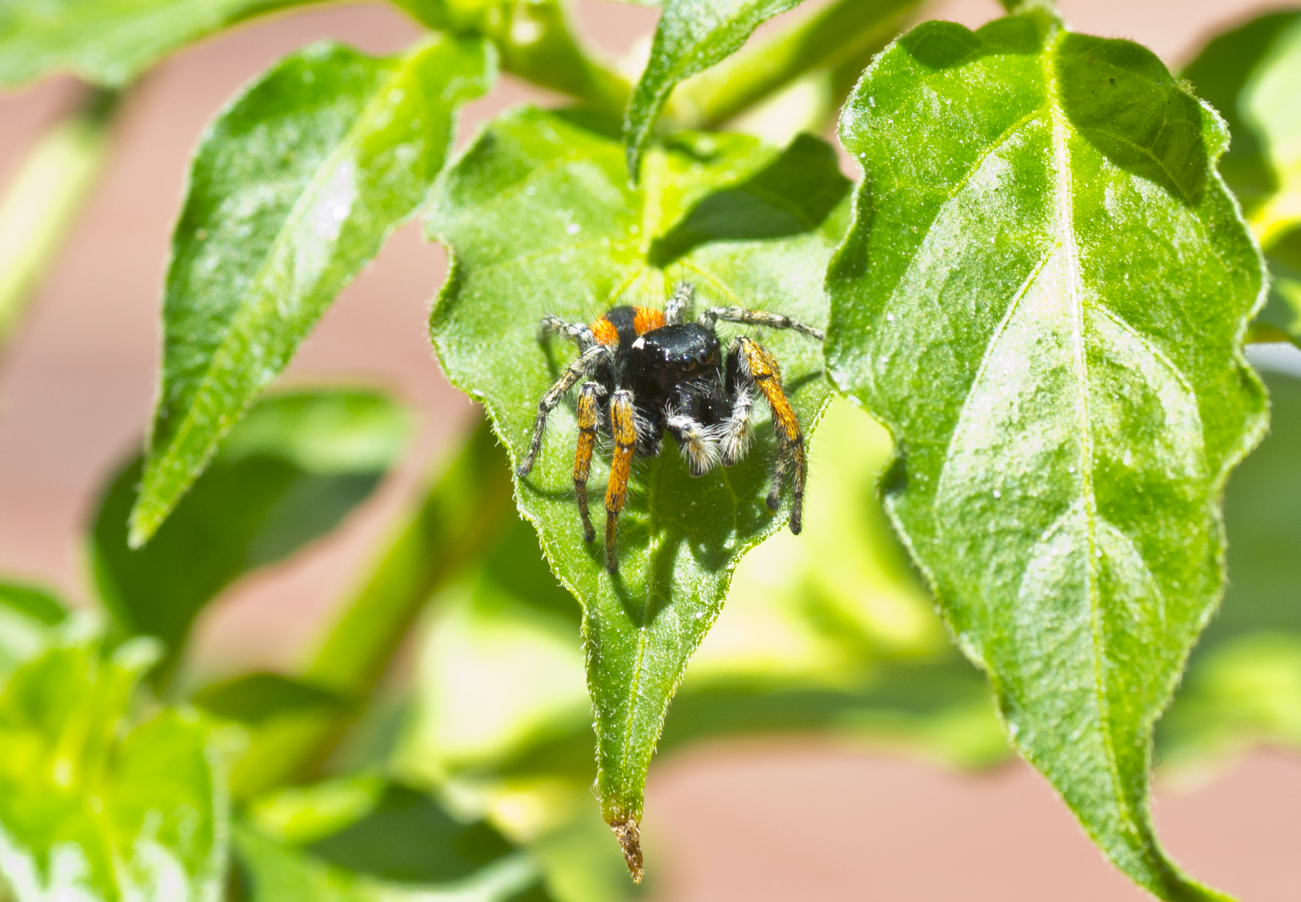 Philaeus chrysops (adult male)
