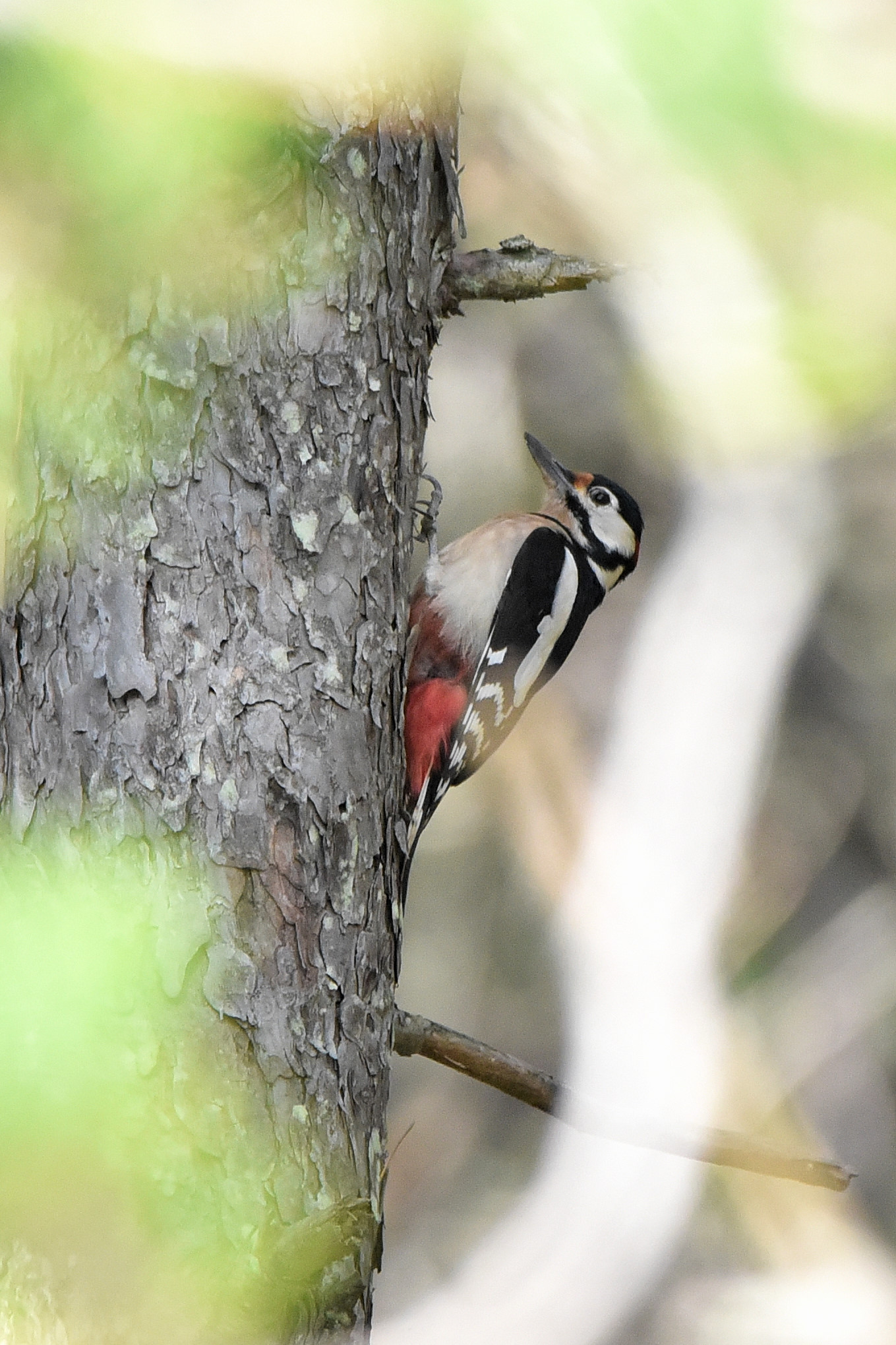 Great Spotted Woodpecker