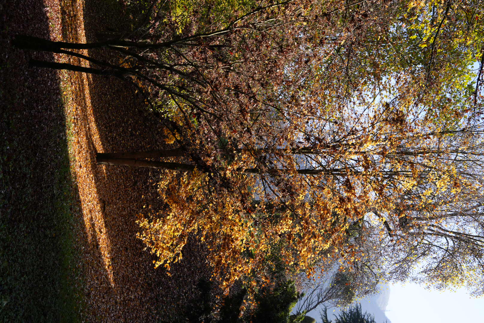 Foliage