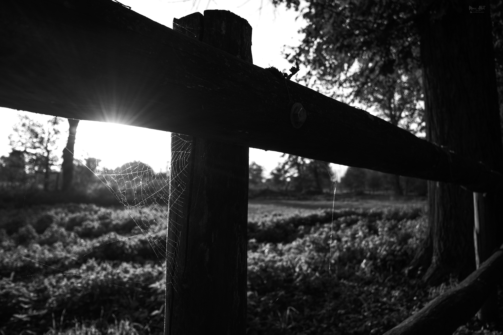 New Photo Style leica Monochrome