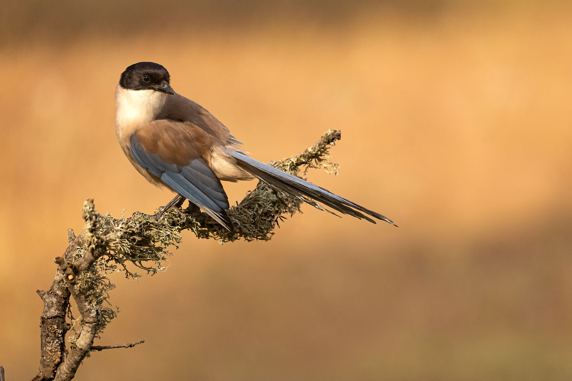 Iberian Magpie