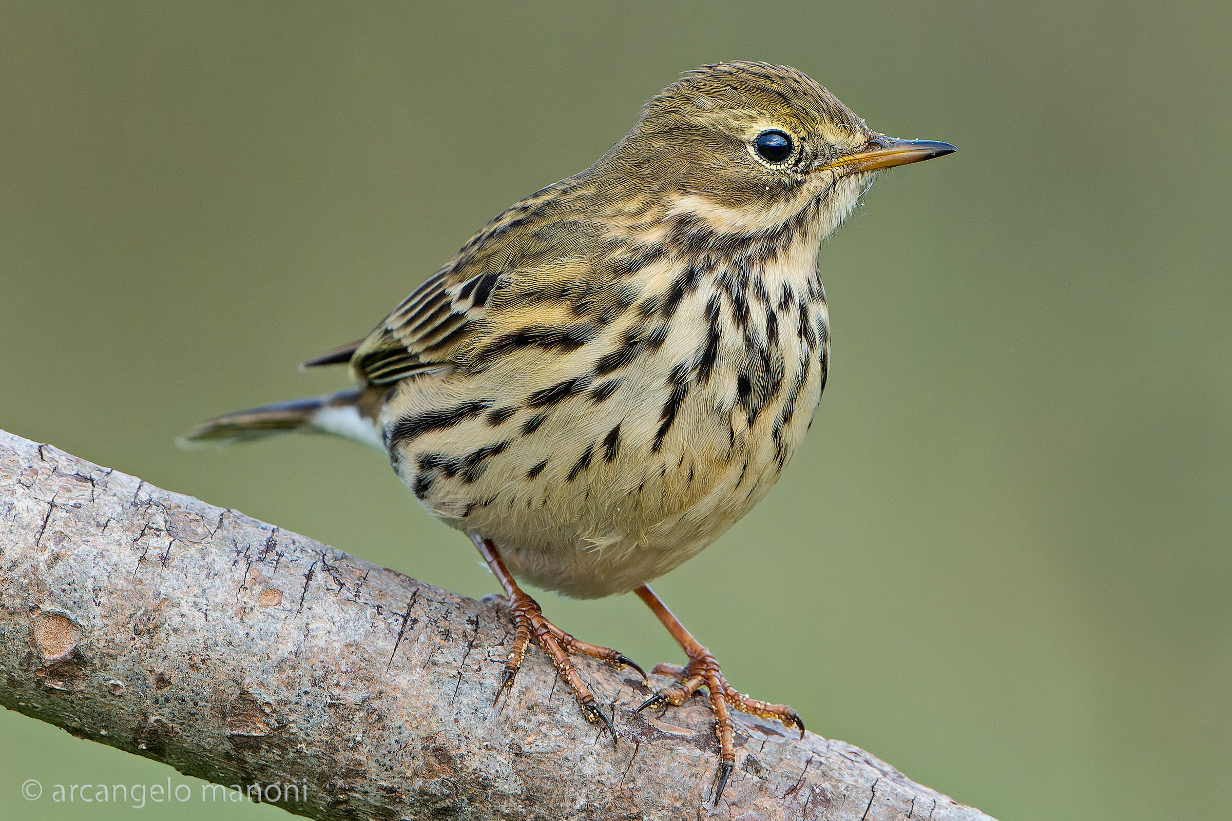 The great little migrant