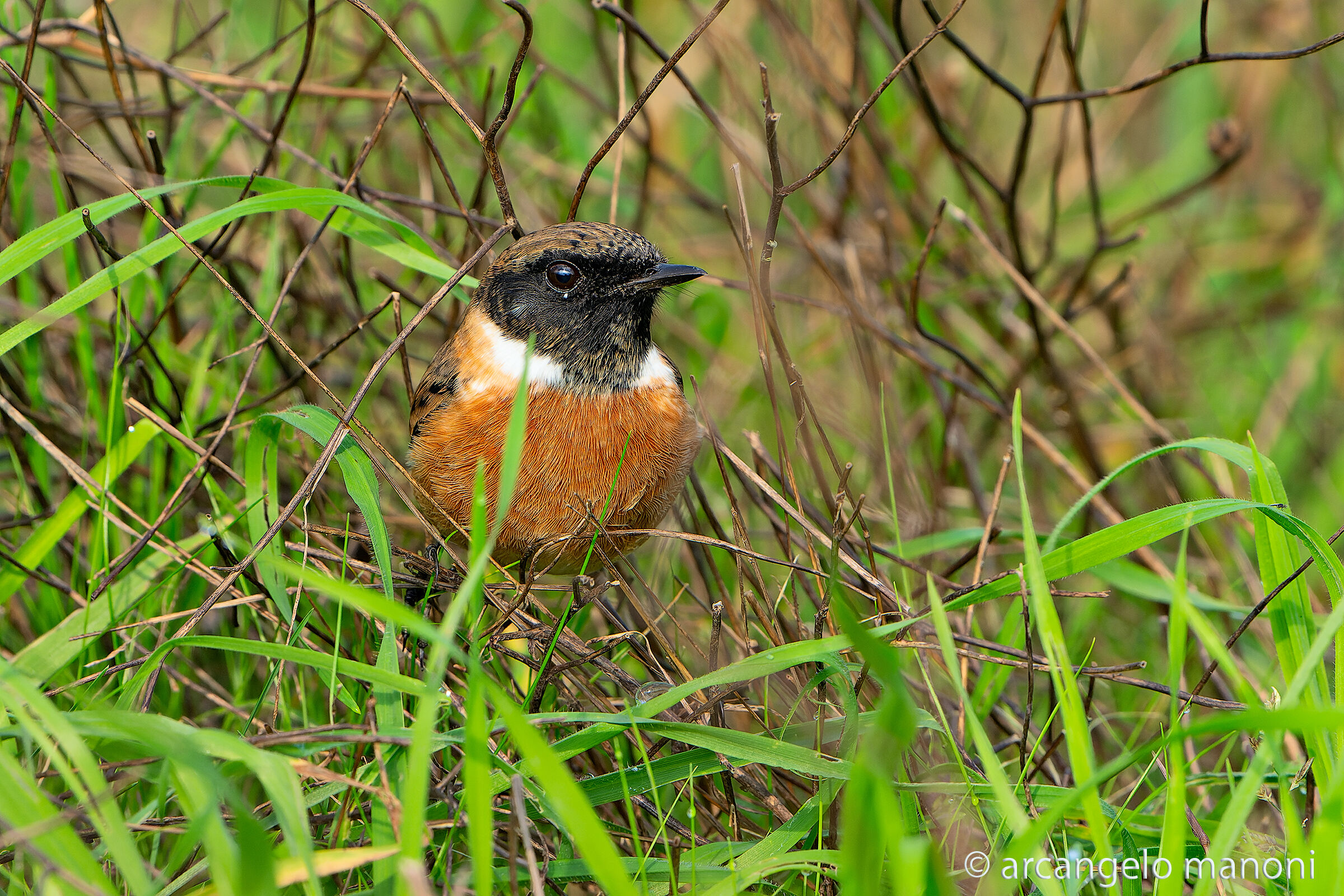 Waiting to jump on the pole