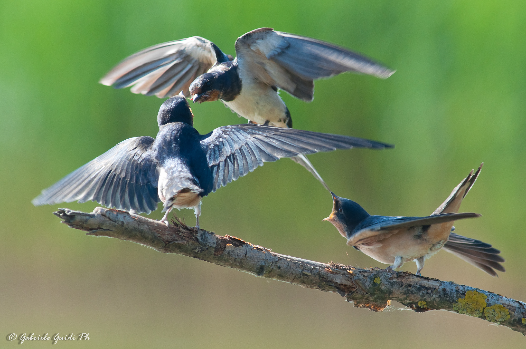 Lo voglio io! Lo voglio io!