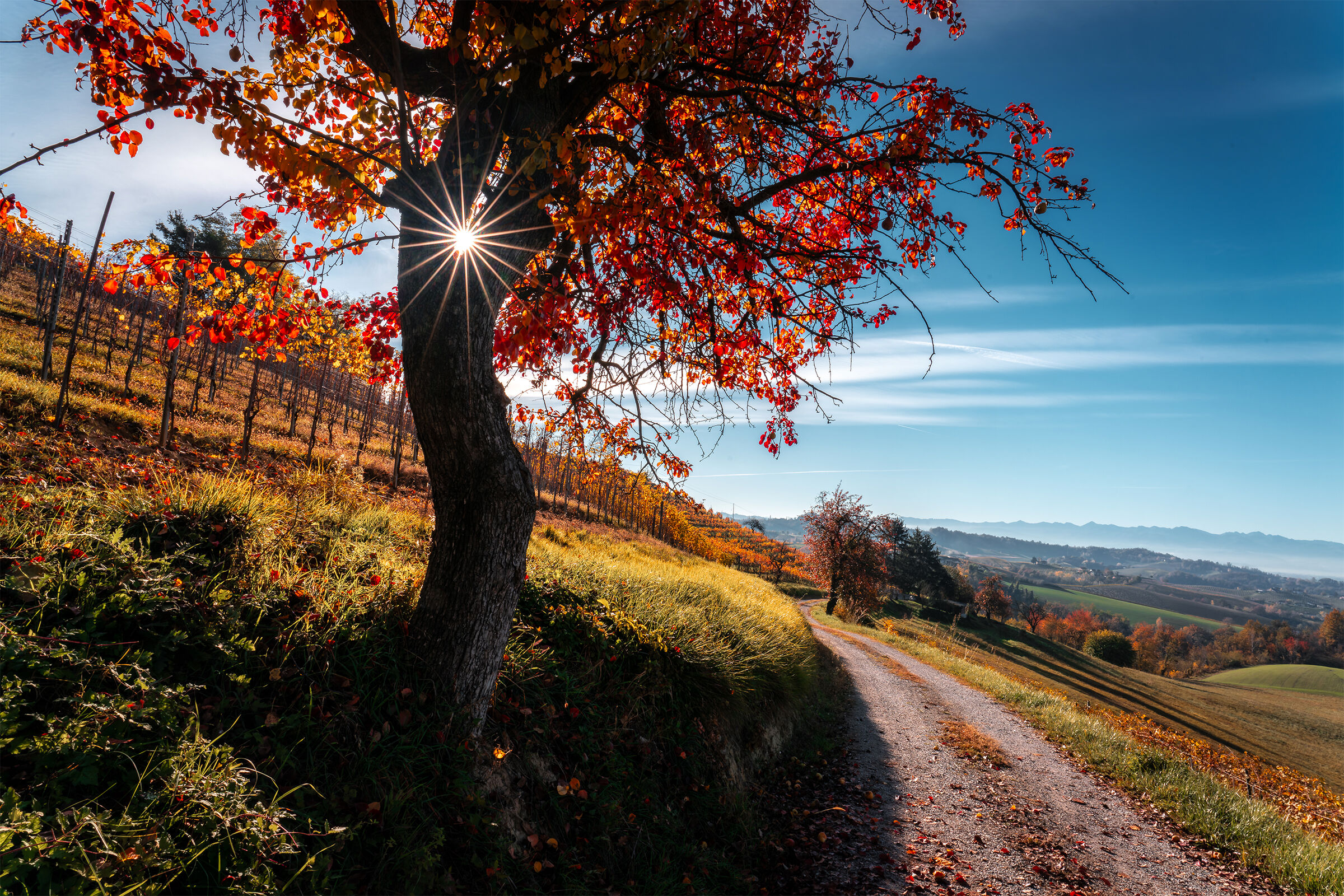 Autumn sunshine in the pear tree