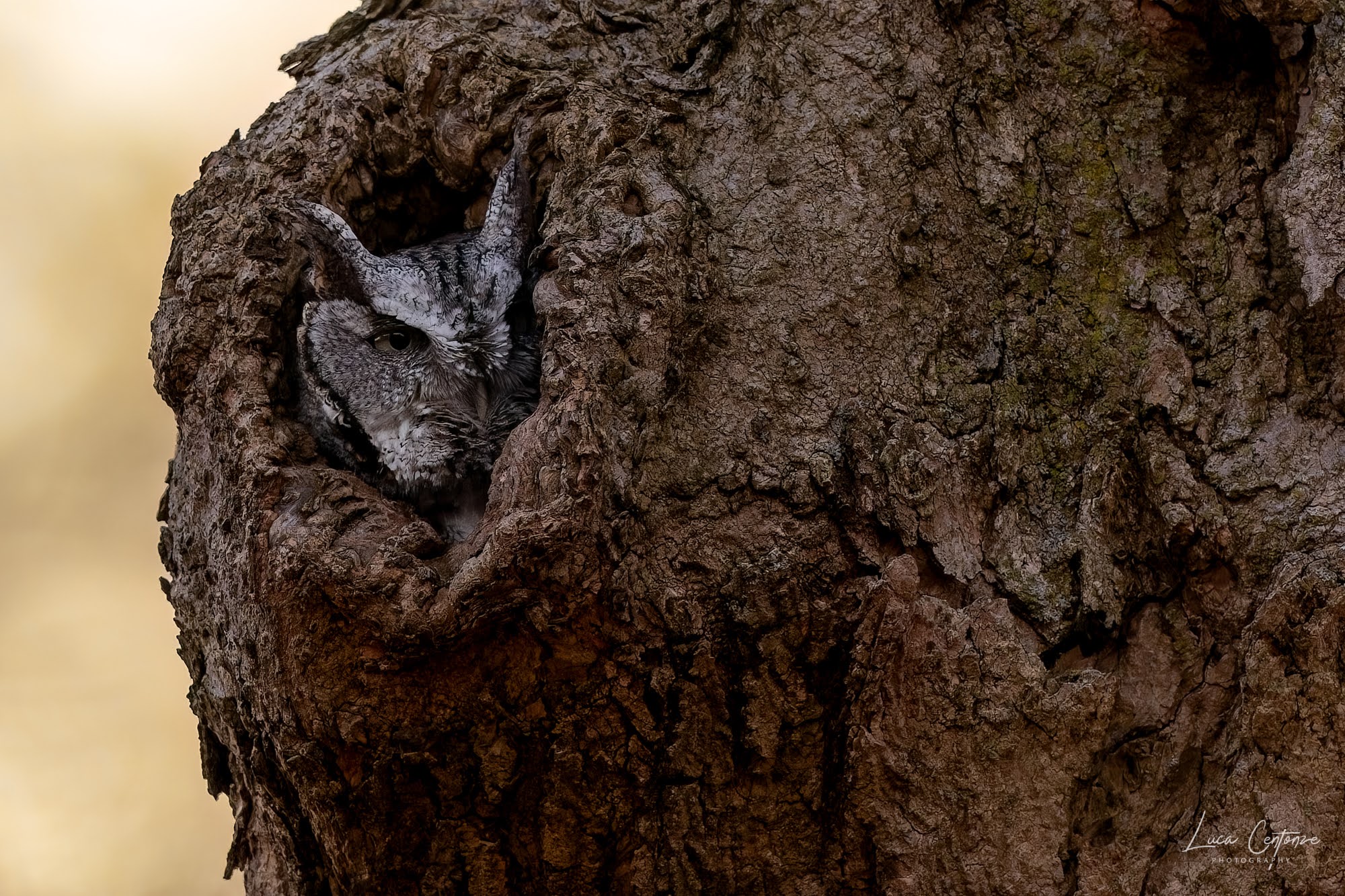 Eastern Screech-Owl (Assiolo americano)