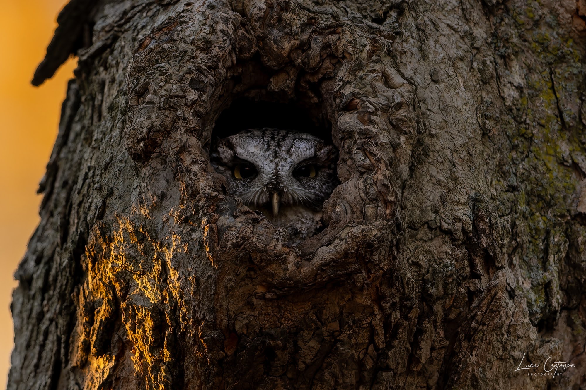 Eastern Screech-Owl