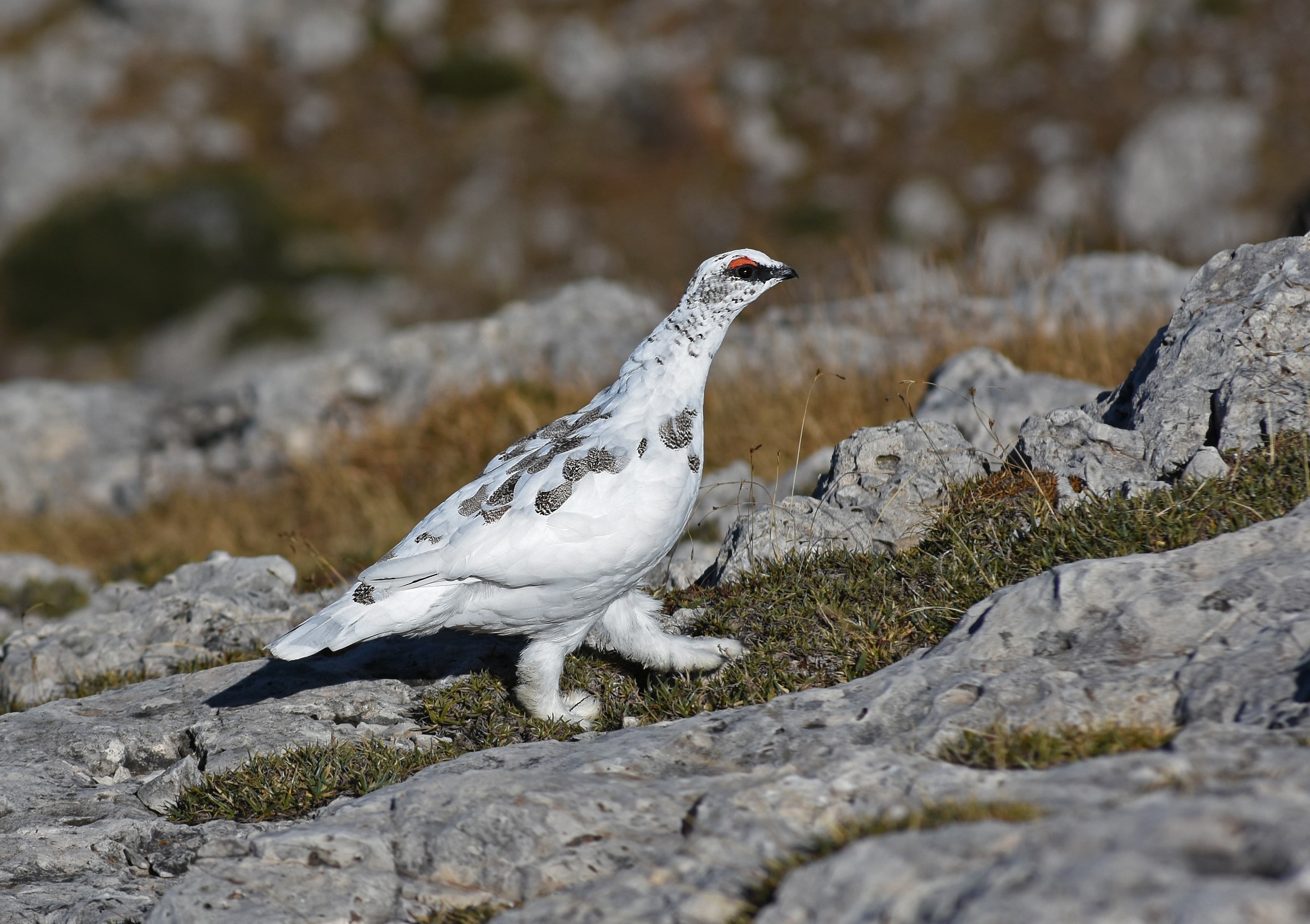 Ptarmigan