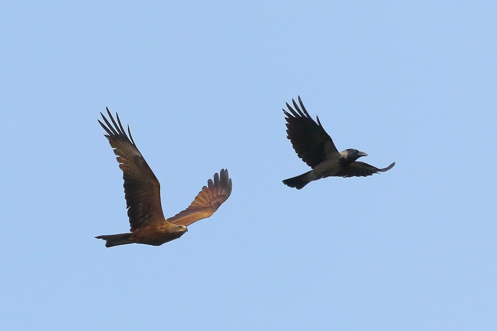 Nibbio bruno 03 maggio 2024 - 8754