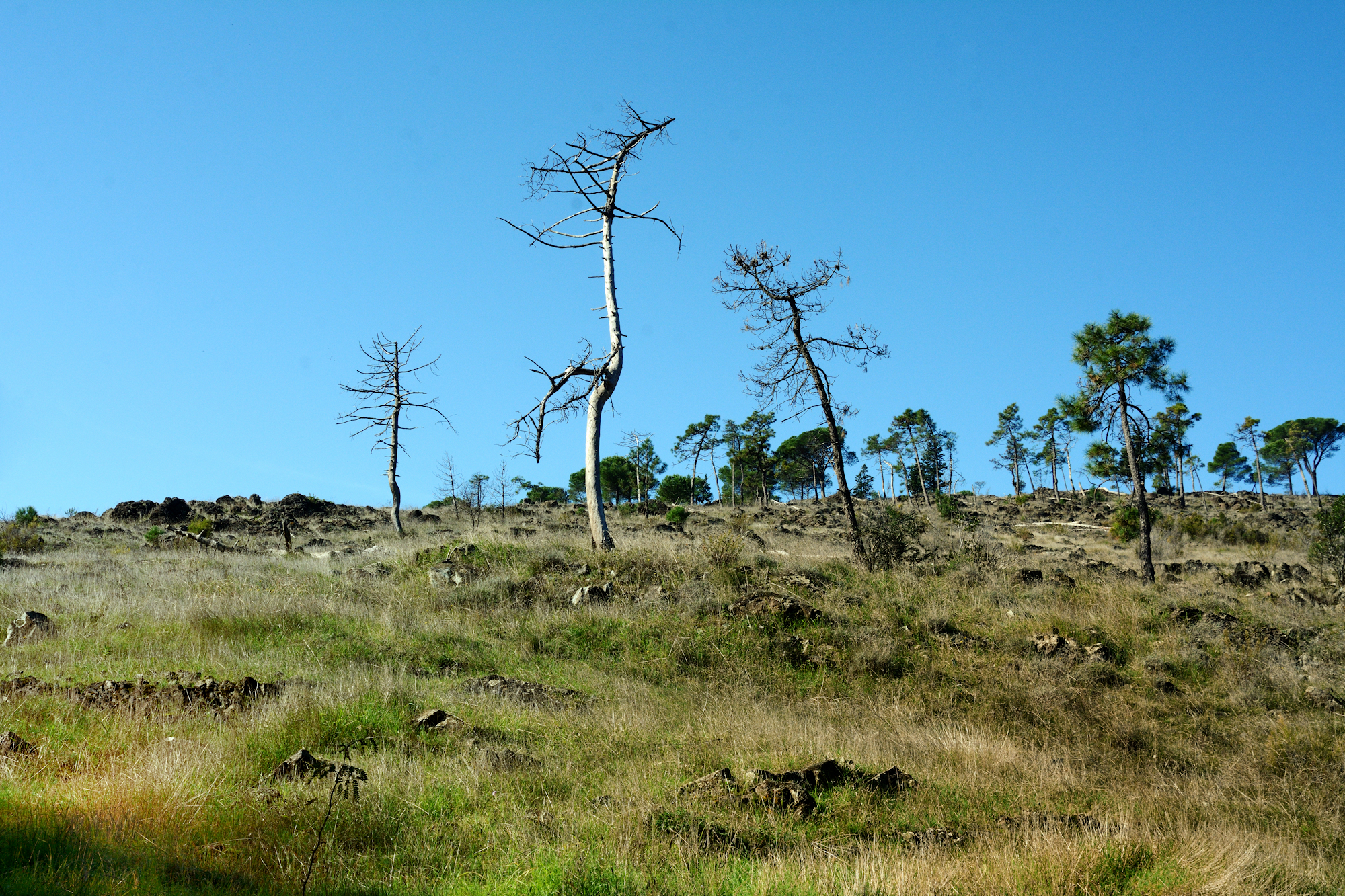 Morte di una pineta