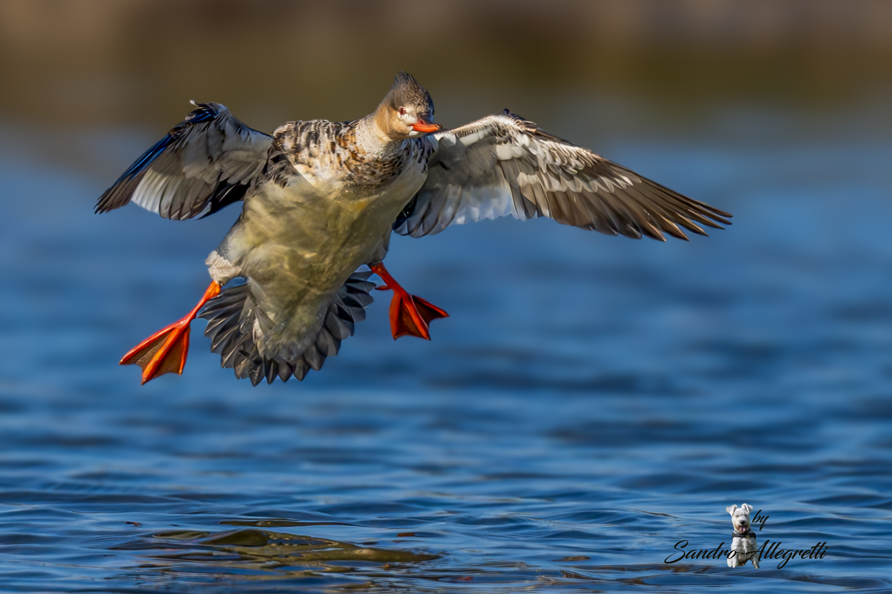 Lo smergo minore (Mergus serrator)