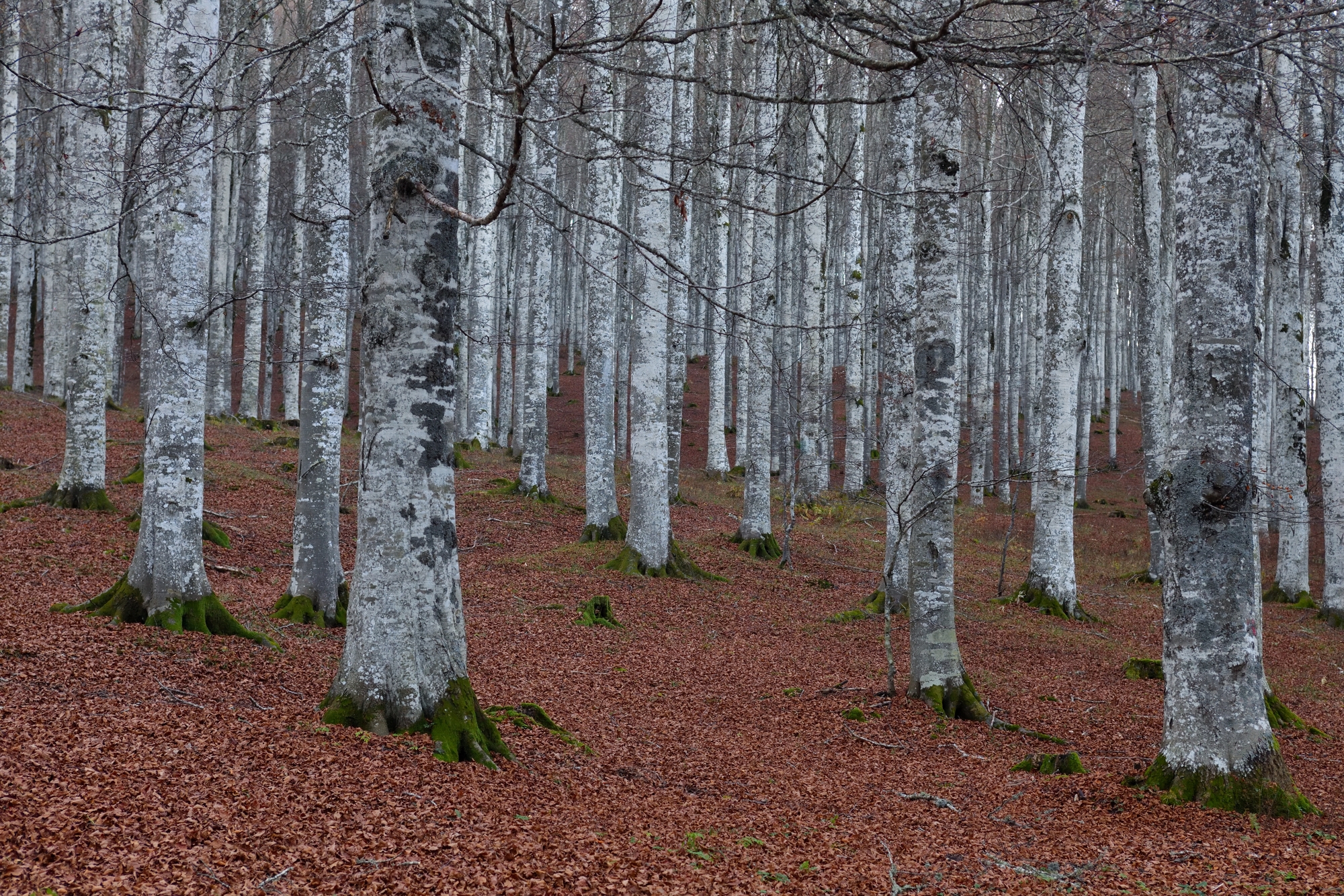 Autunno in Cansiglio
