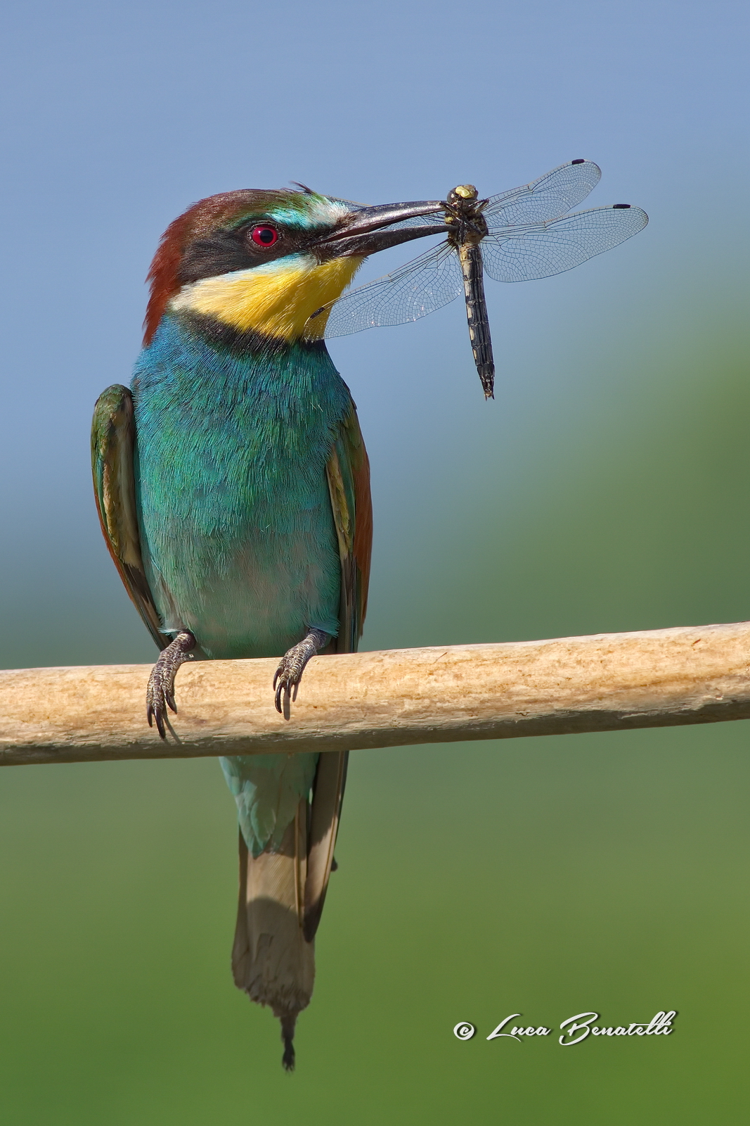 Bee-eater